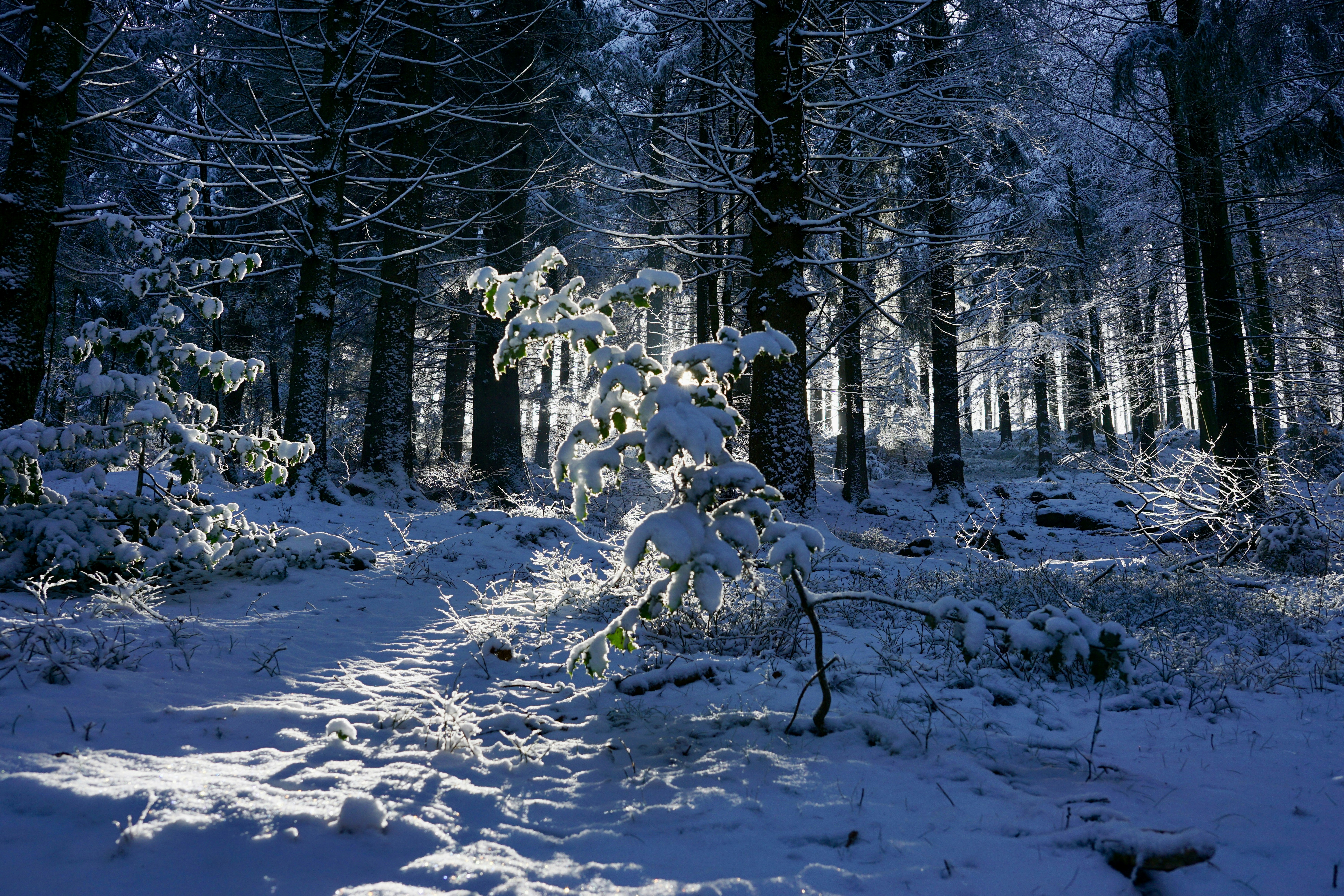 Photo by rikekoestlin