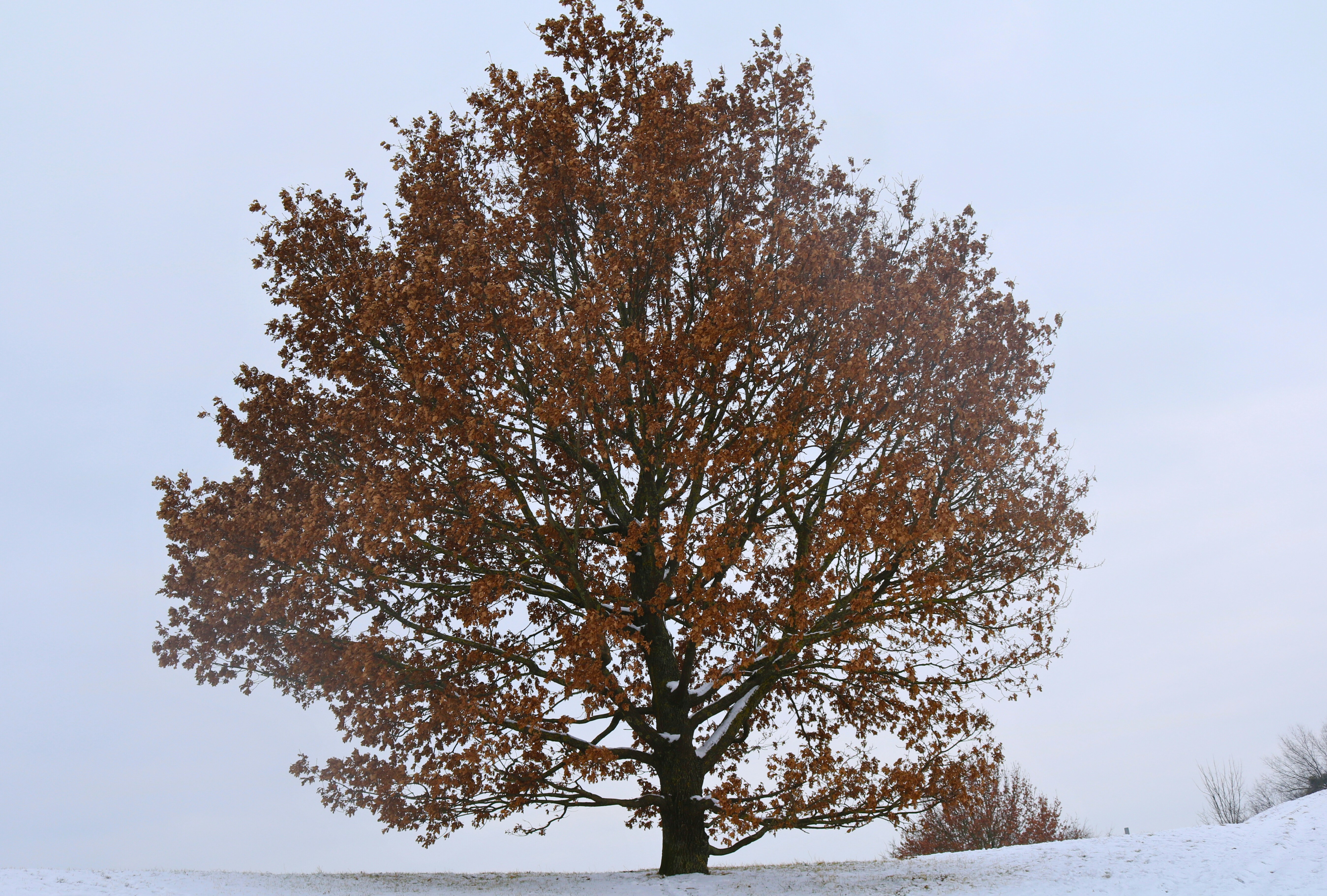 Photo by brunafisantos