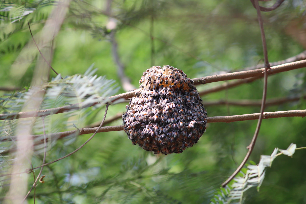 A beehive hanging from a tree branch in a forest