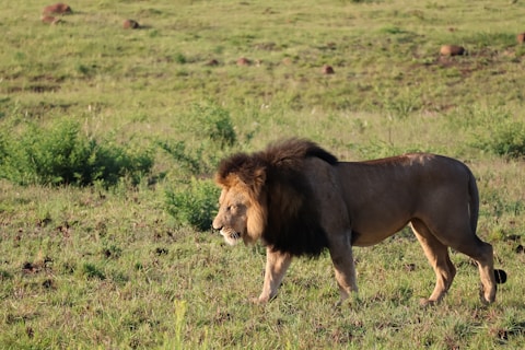 A lion walking across a lush green field