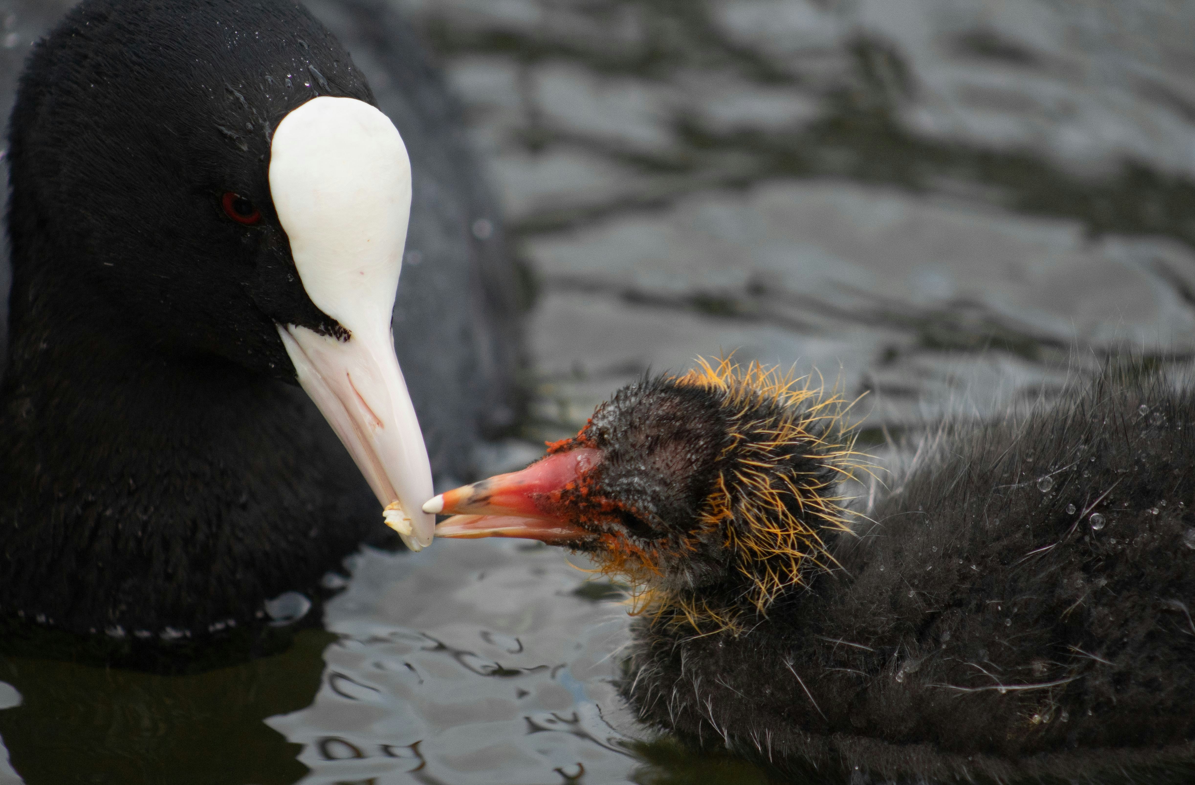 Une mère canard nourrissant ses petits canetons dans l’eau