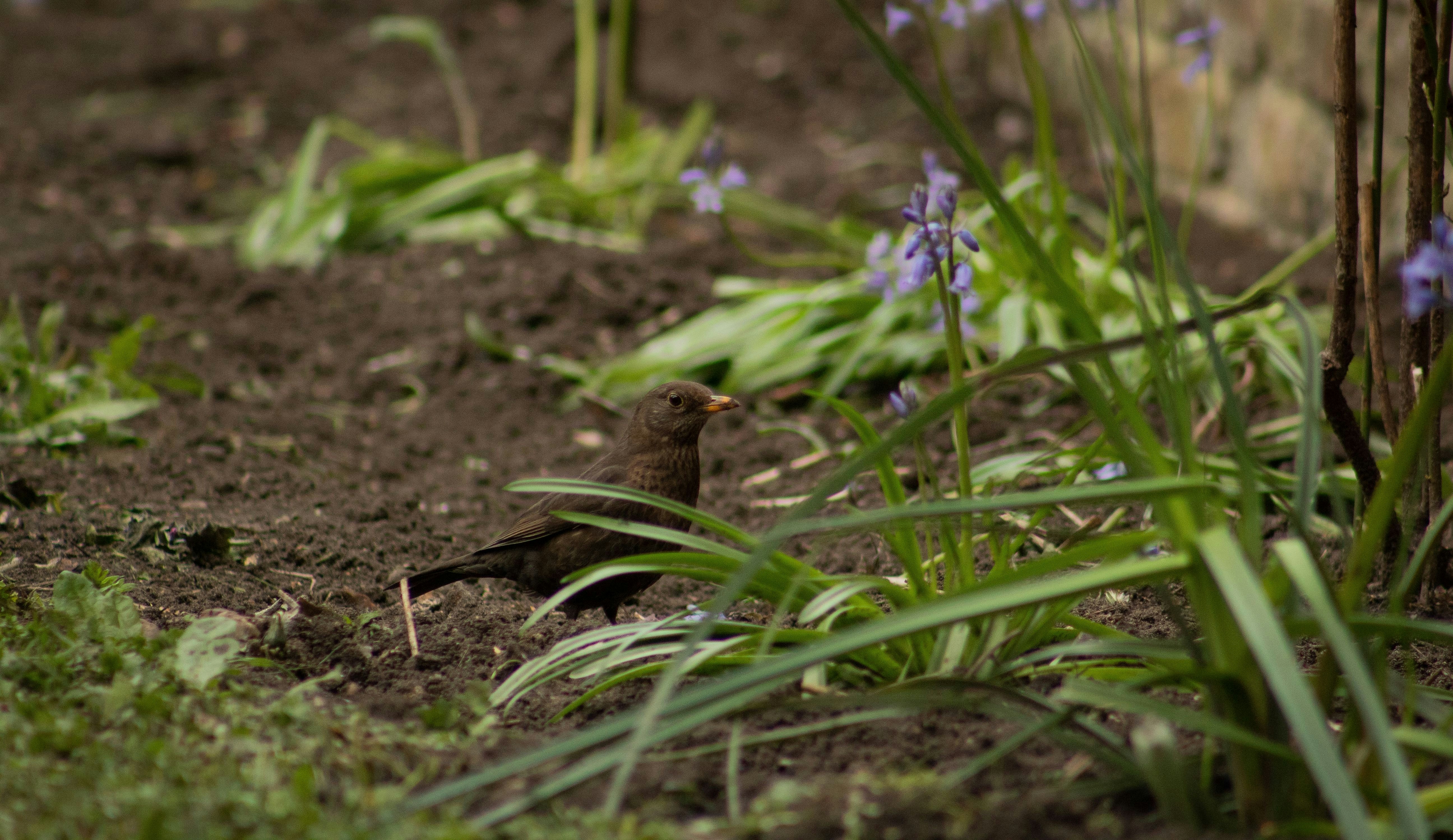 A bird is sitting on the ground next to some purple flowers