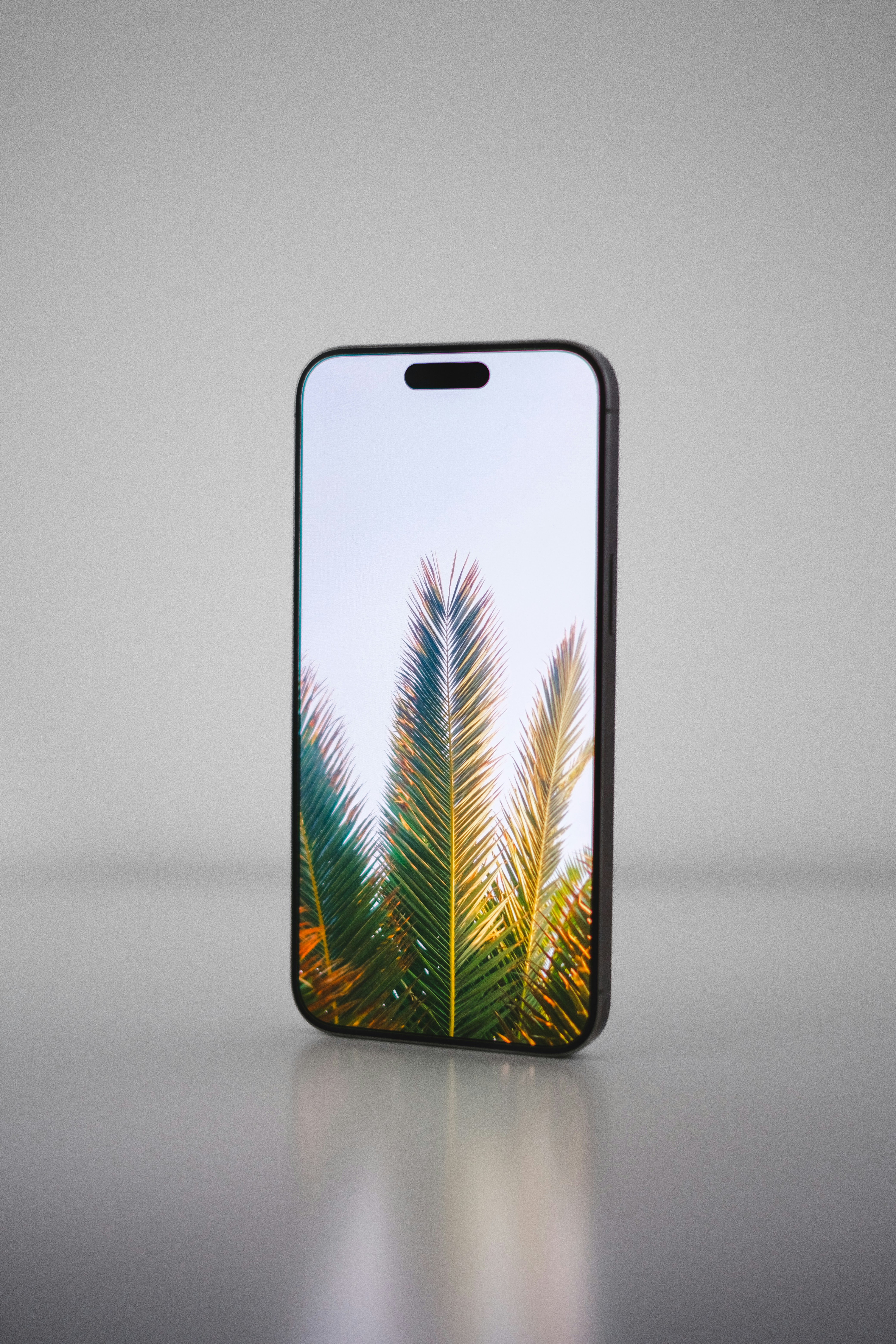 Ein Handy mit dem Bild einer Palme