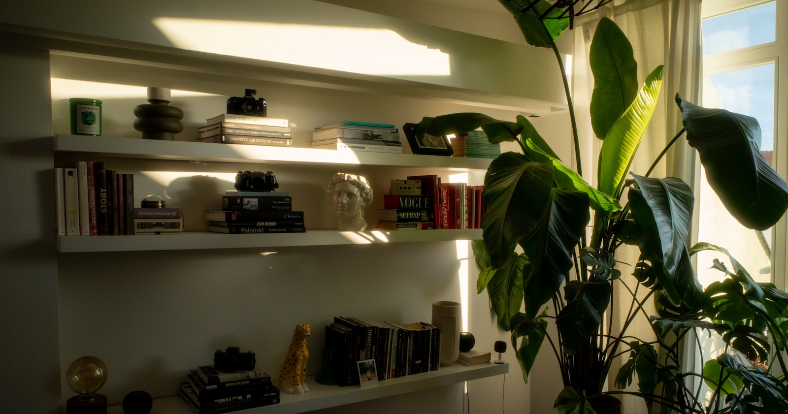 sunlit apartment floating shelves with books plants and decor