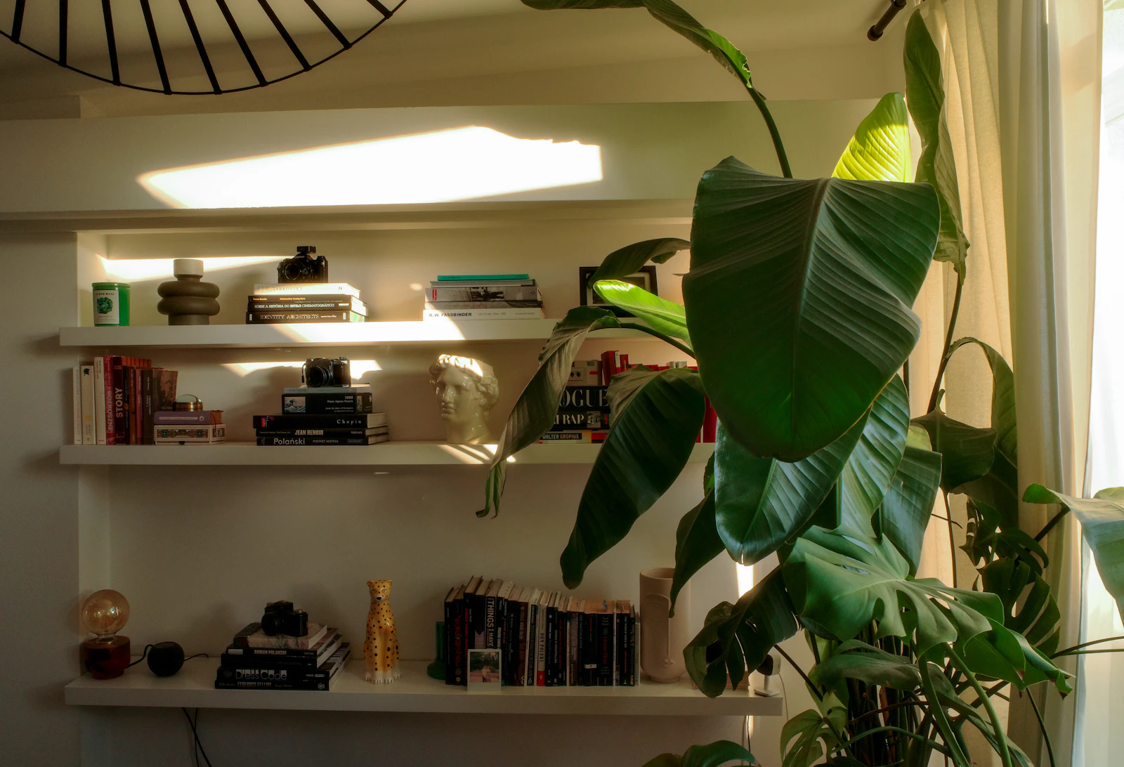The Apartment Plants That Survived My Brown Thumb