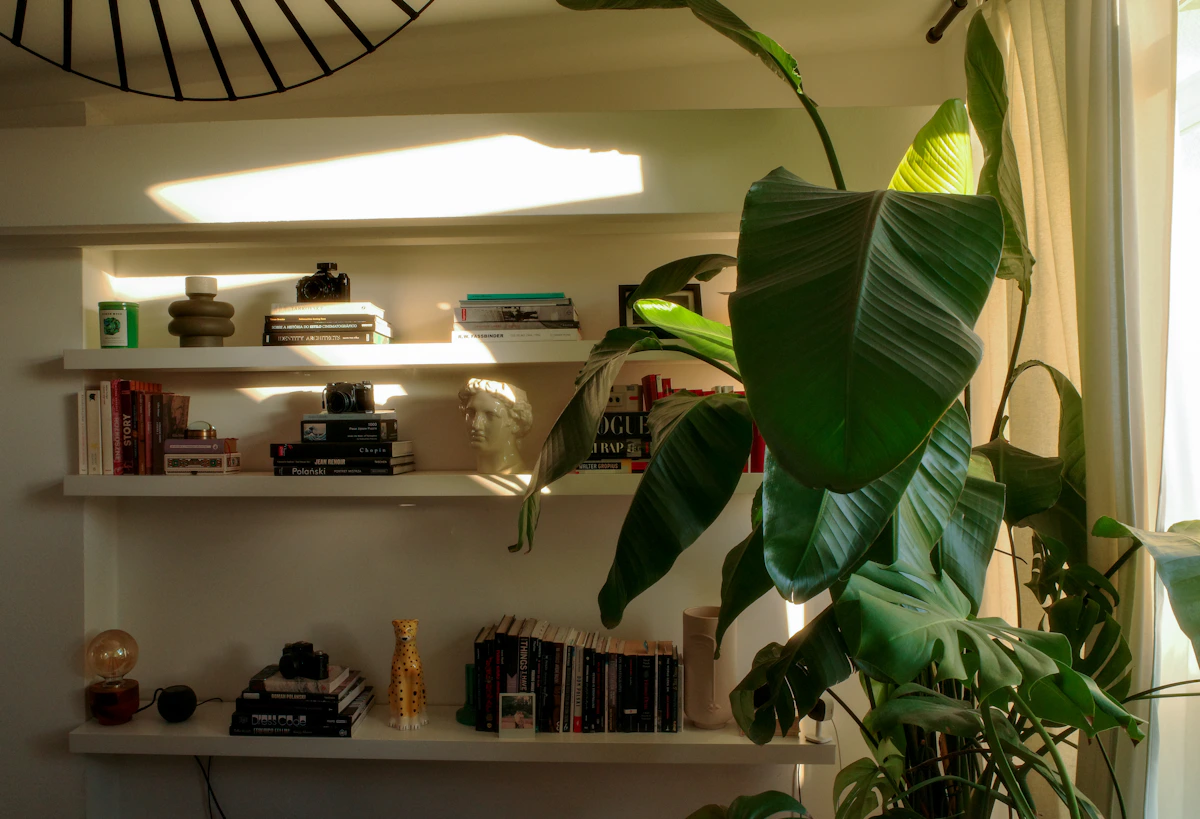floating wall shelves with books, small sculptures, and decor items next to a large tropical houseplant in a warm sunny apartment