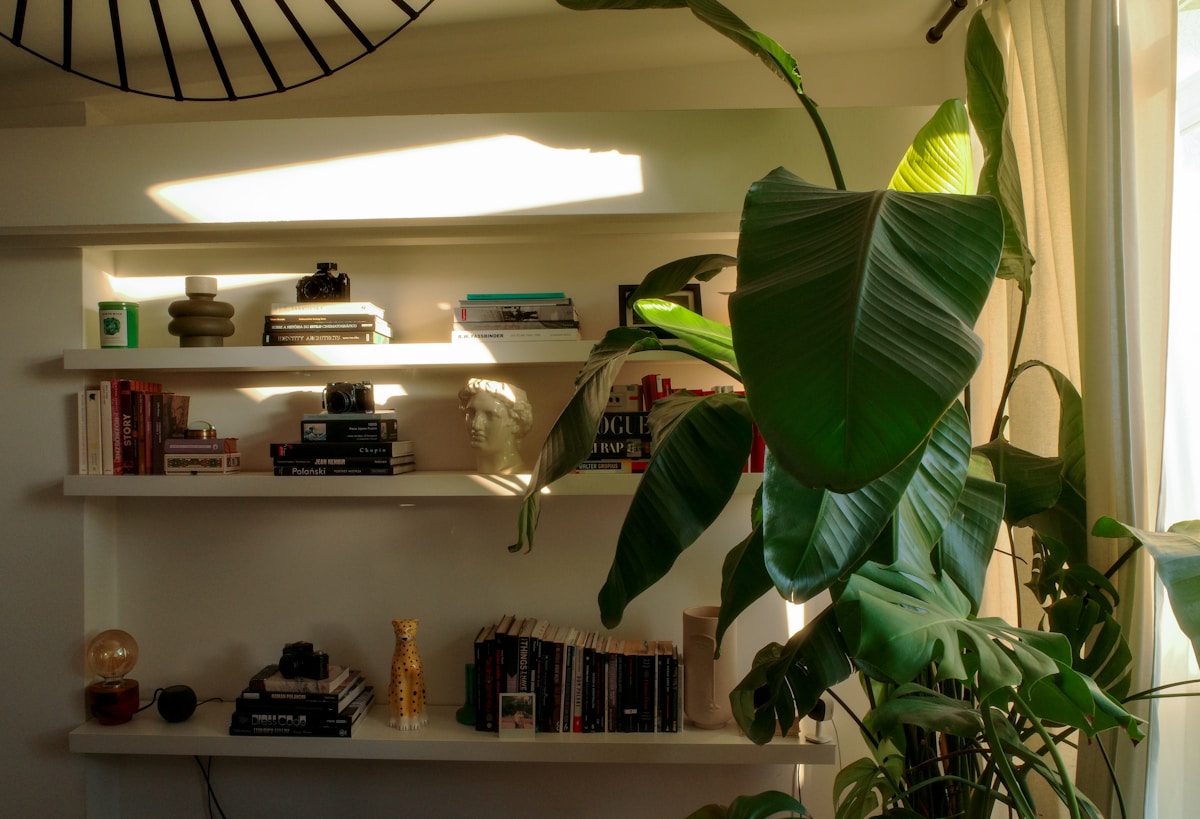 large tropical plant next to styled floating shelves with books in apartment