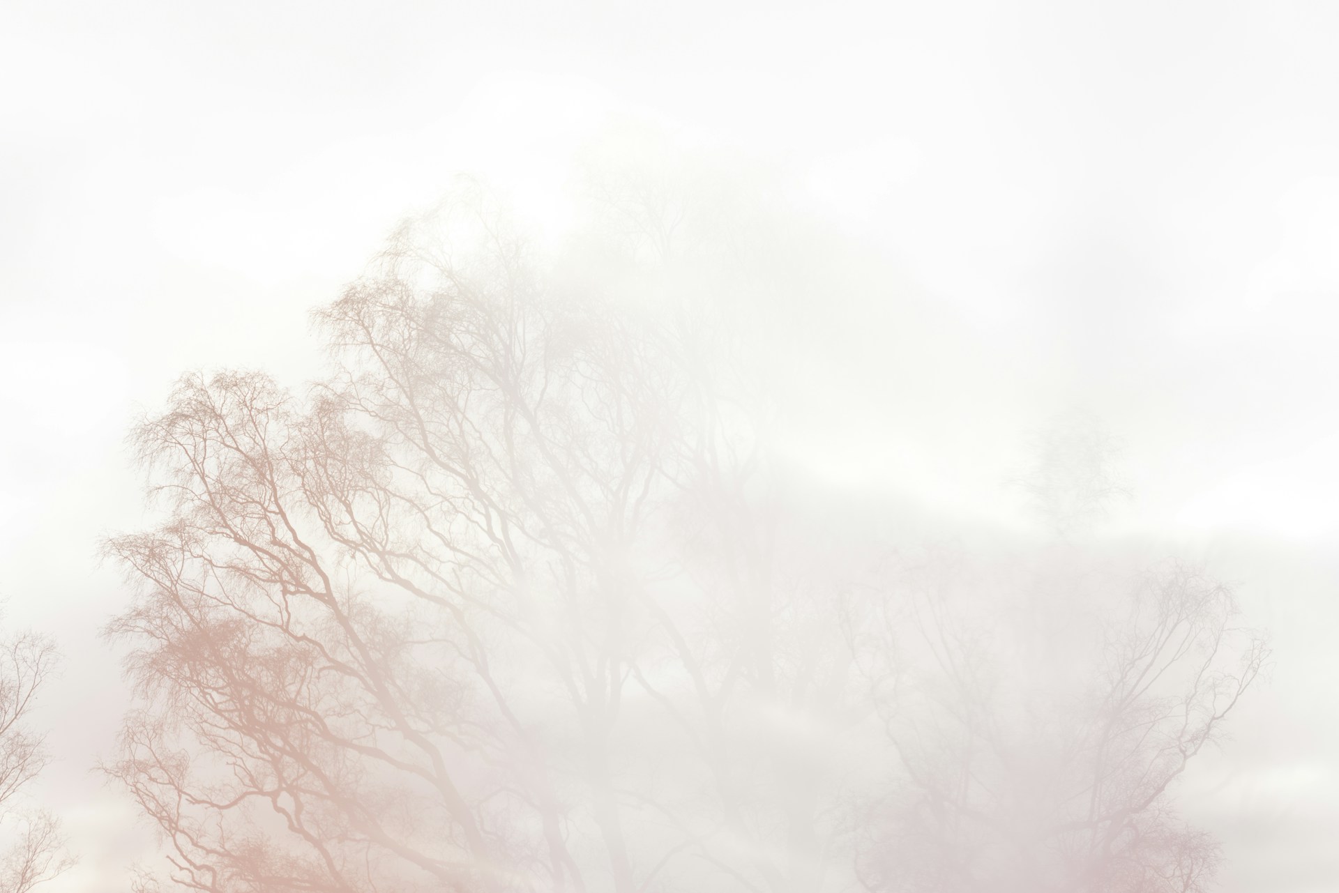 A blurry photo of a tree with no leaves