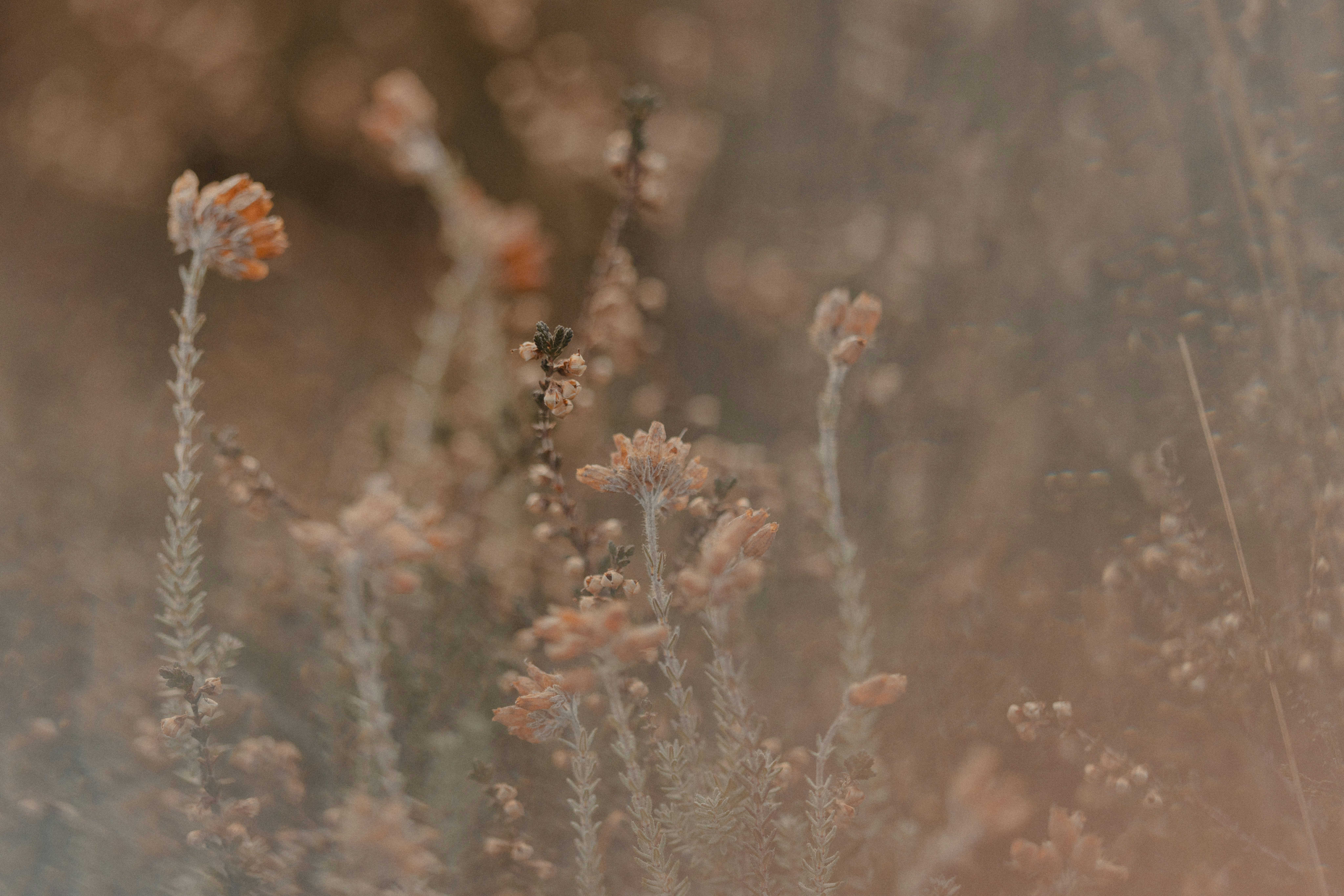 Photo by anniespratt