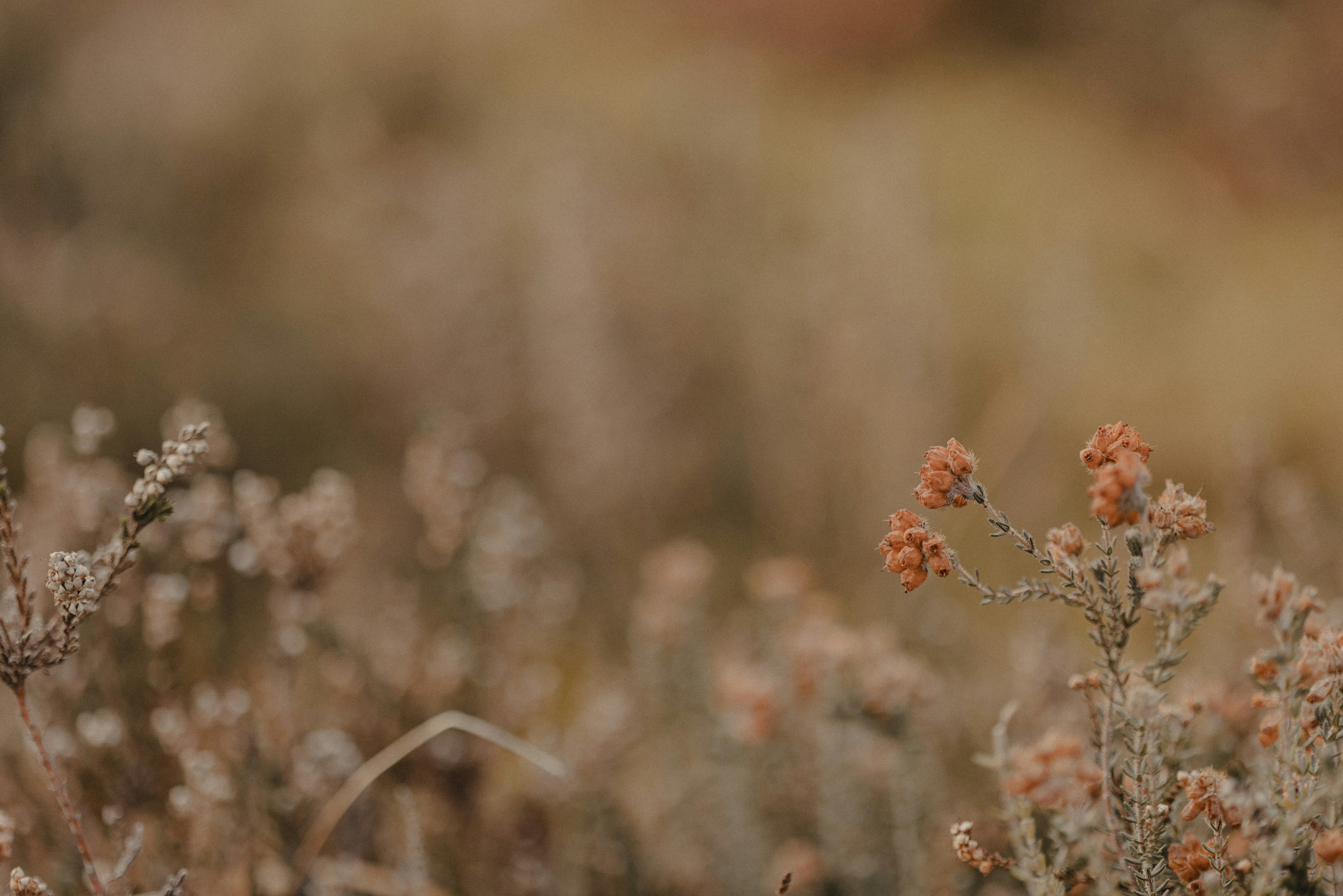 Photo by anniespratt