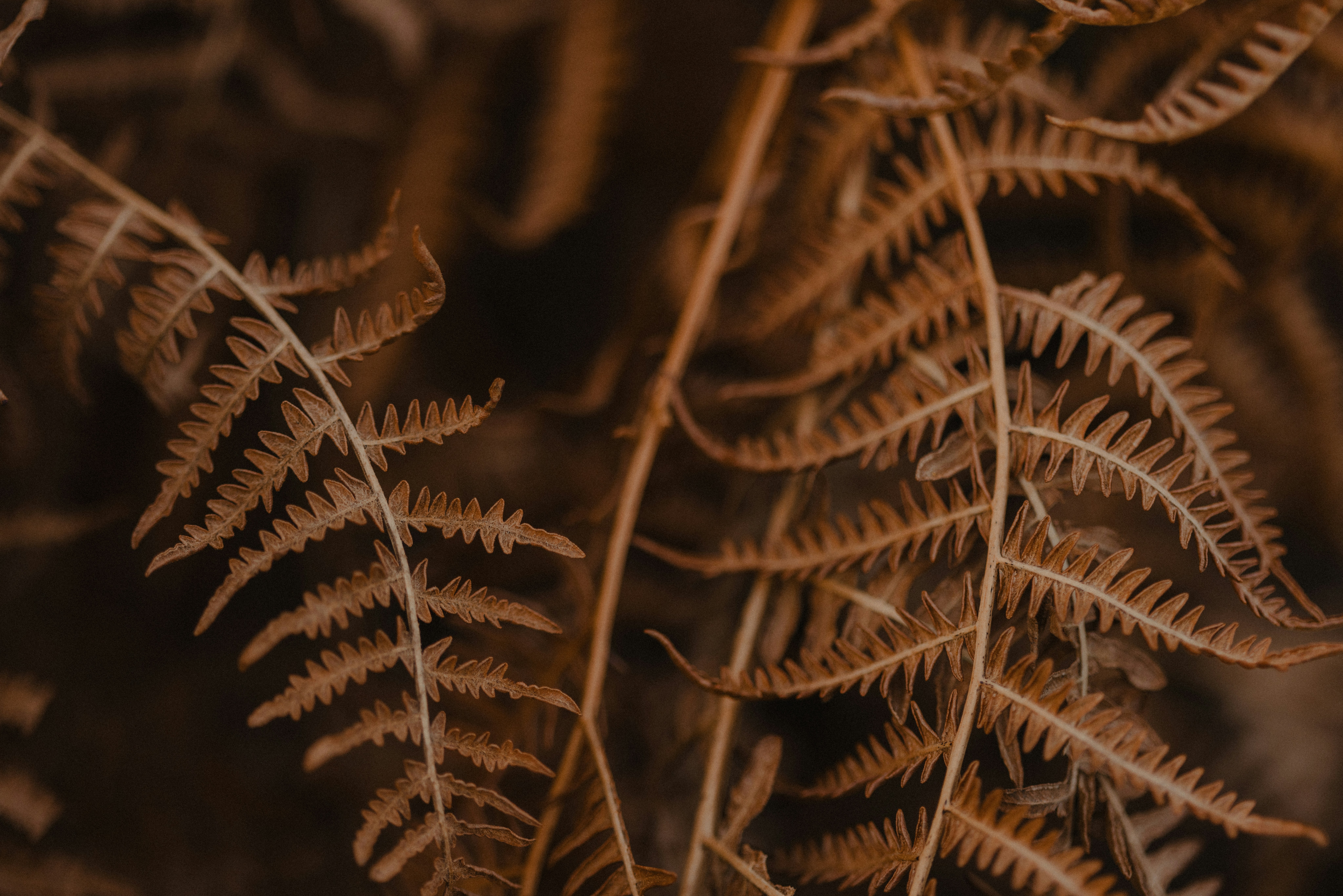 Photo by anniespratt