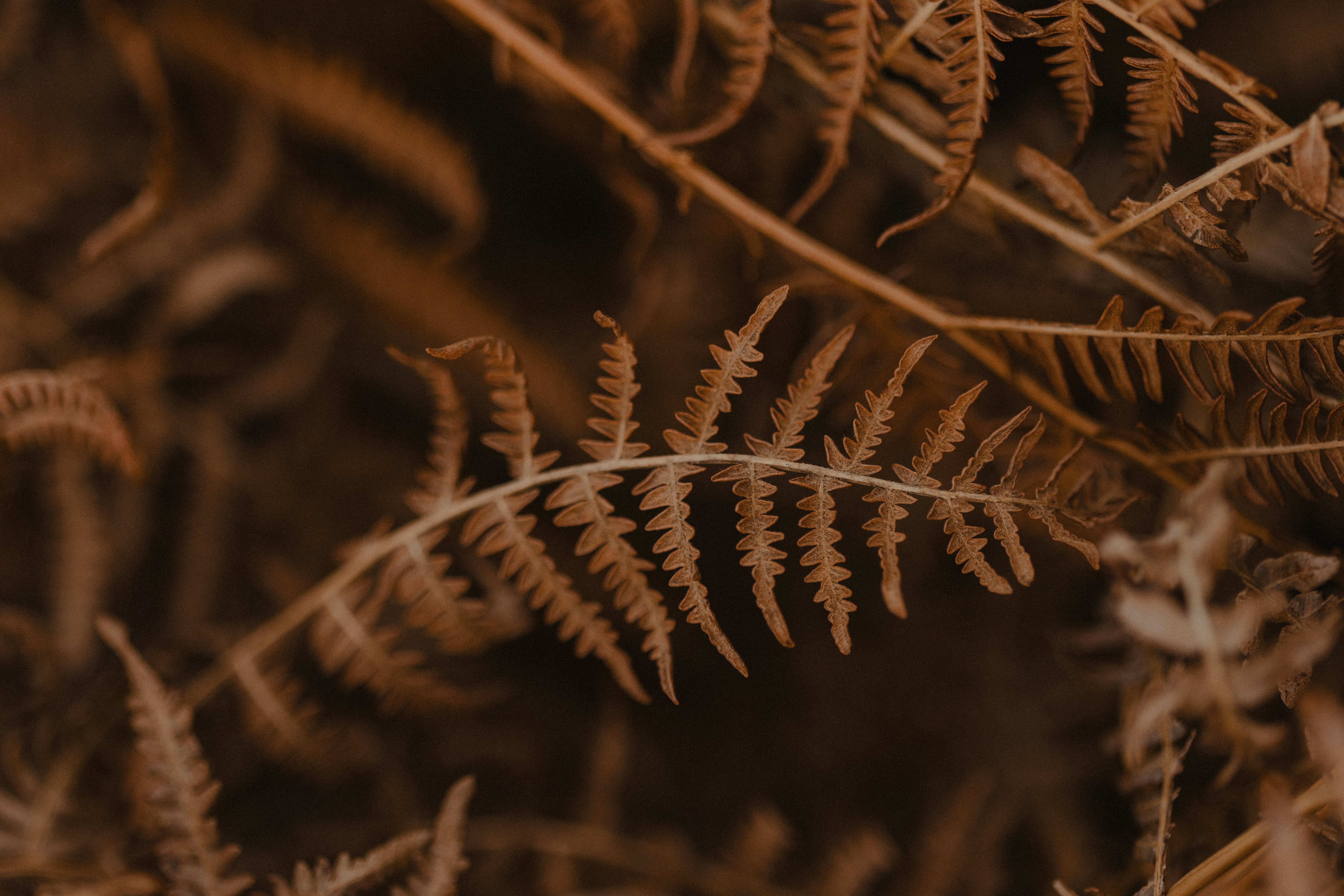 Photo by anniespratt