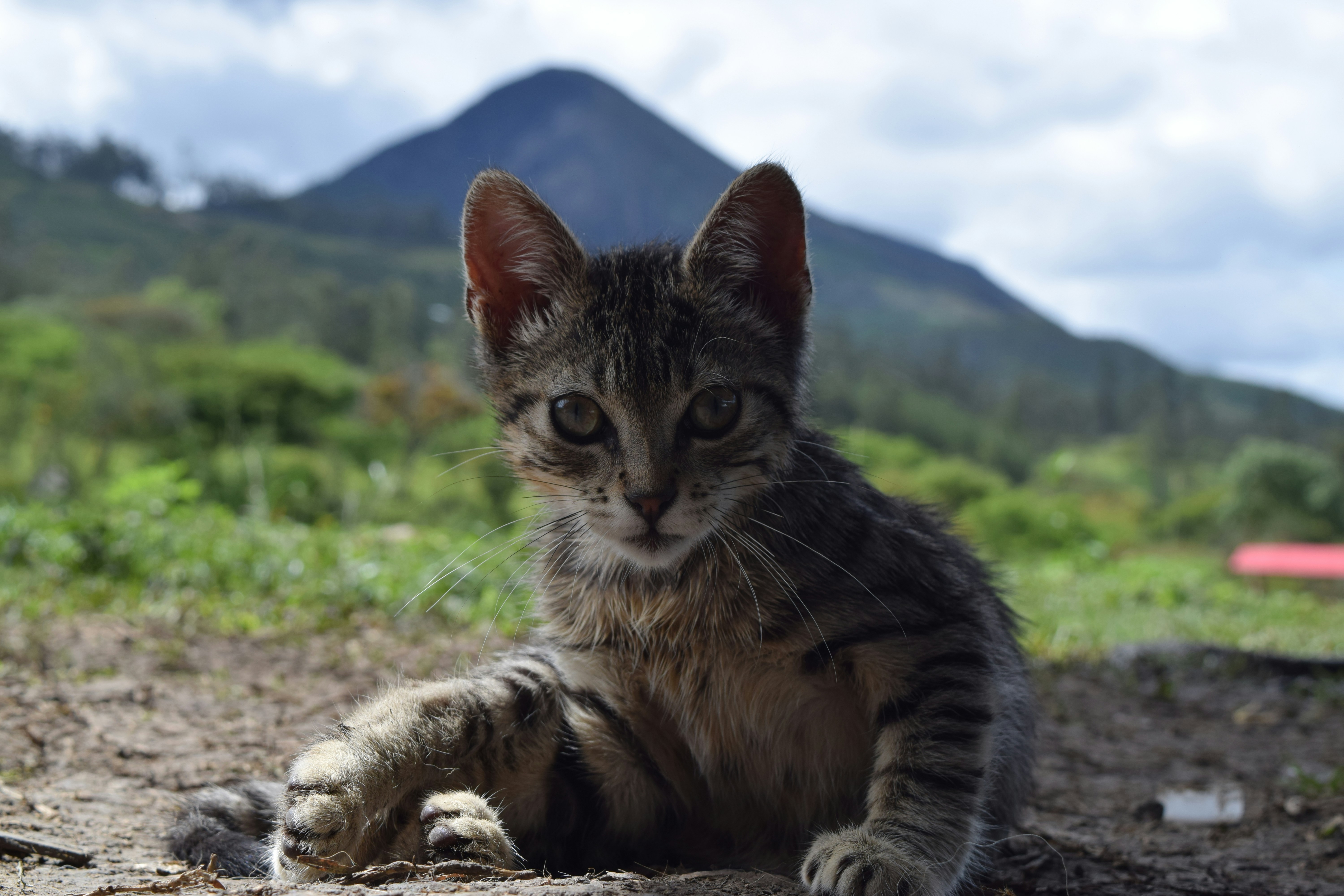 Andean Mountain Cat: High-Altitude Mystery (image credits: unsplash)