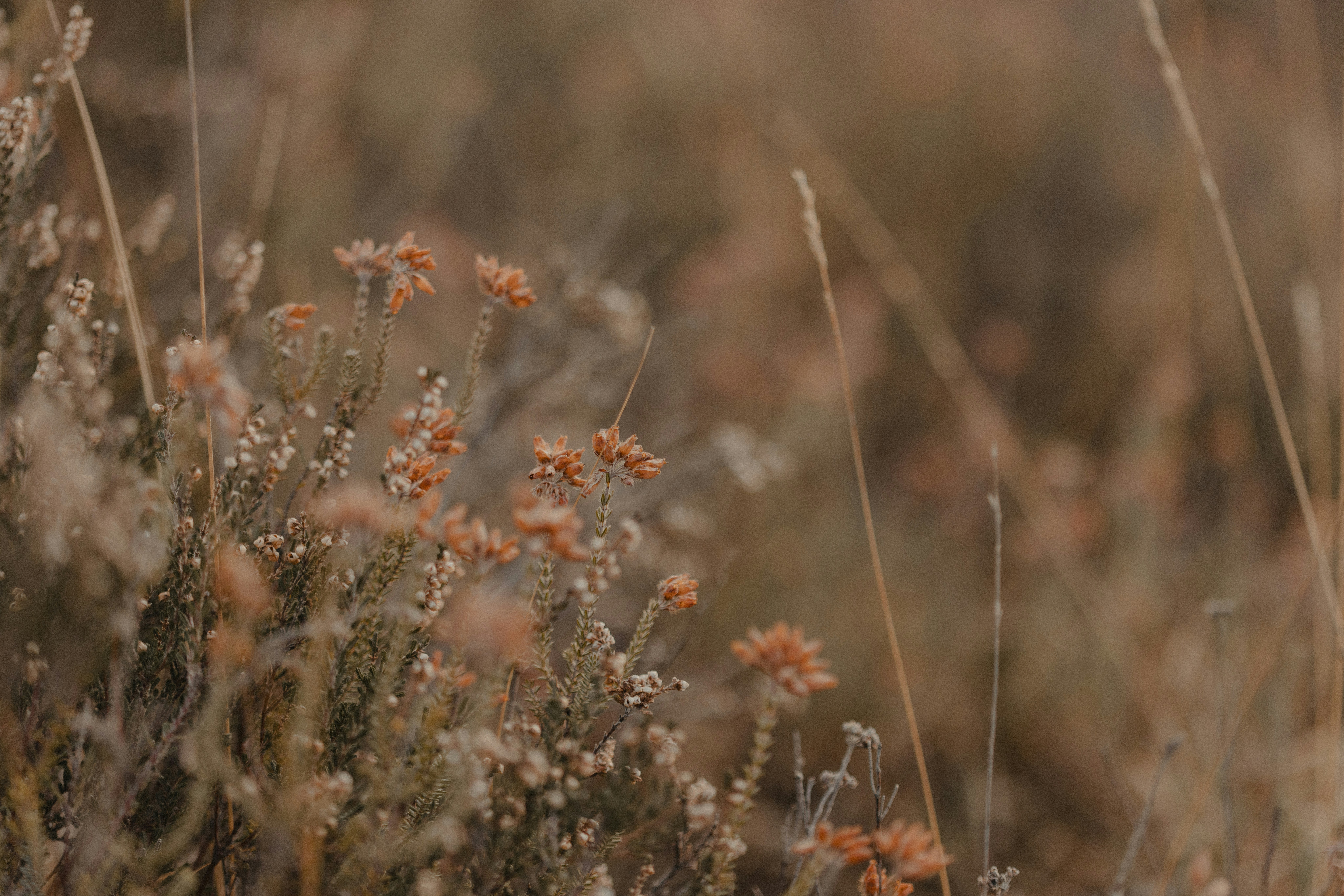 Photo by anniespratt