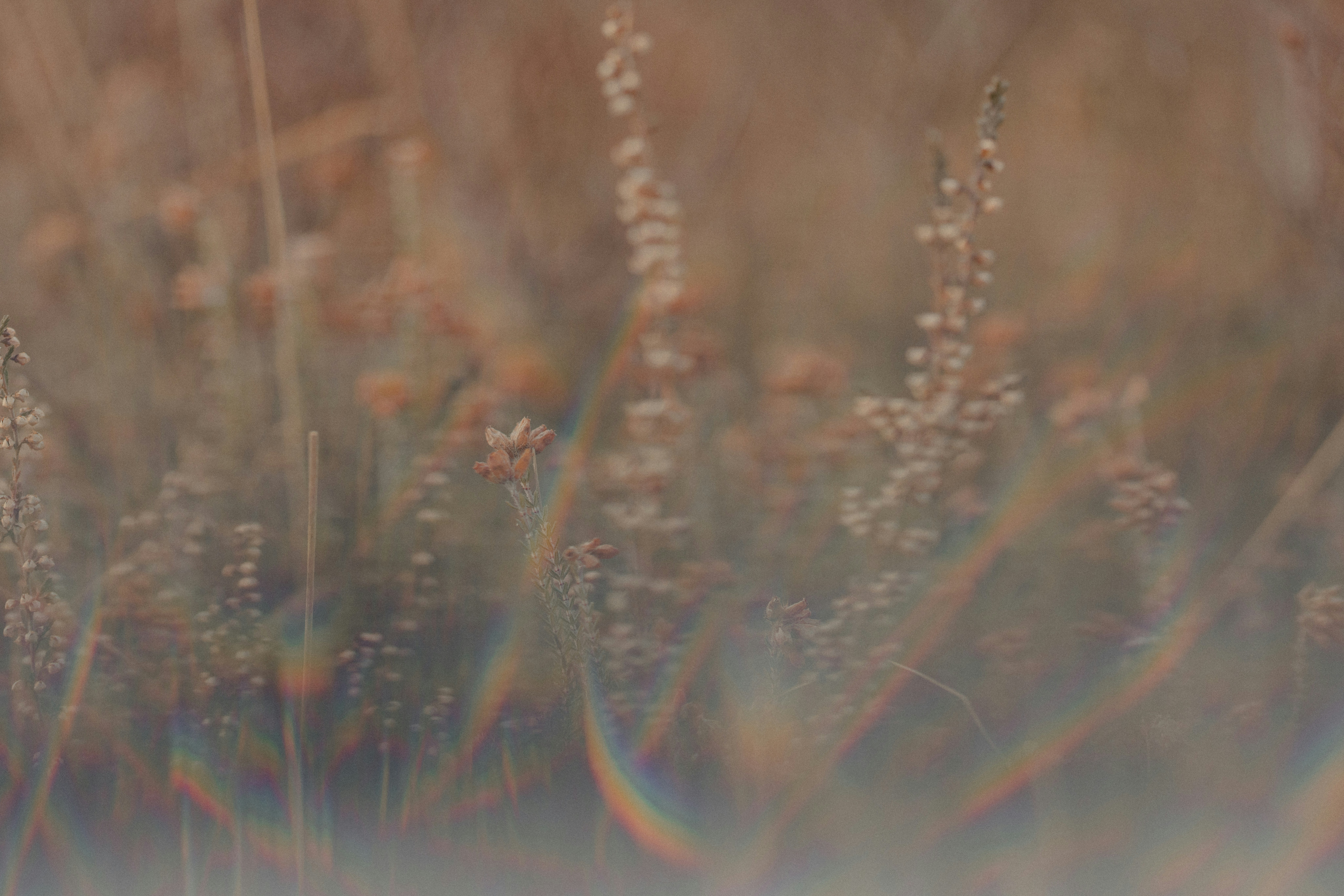 Photo by anniespratt