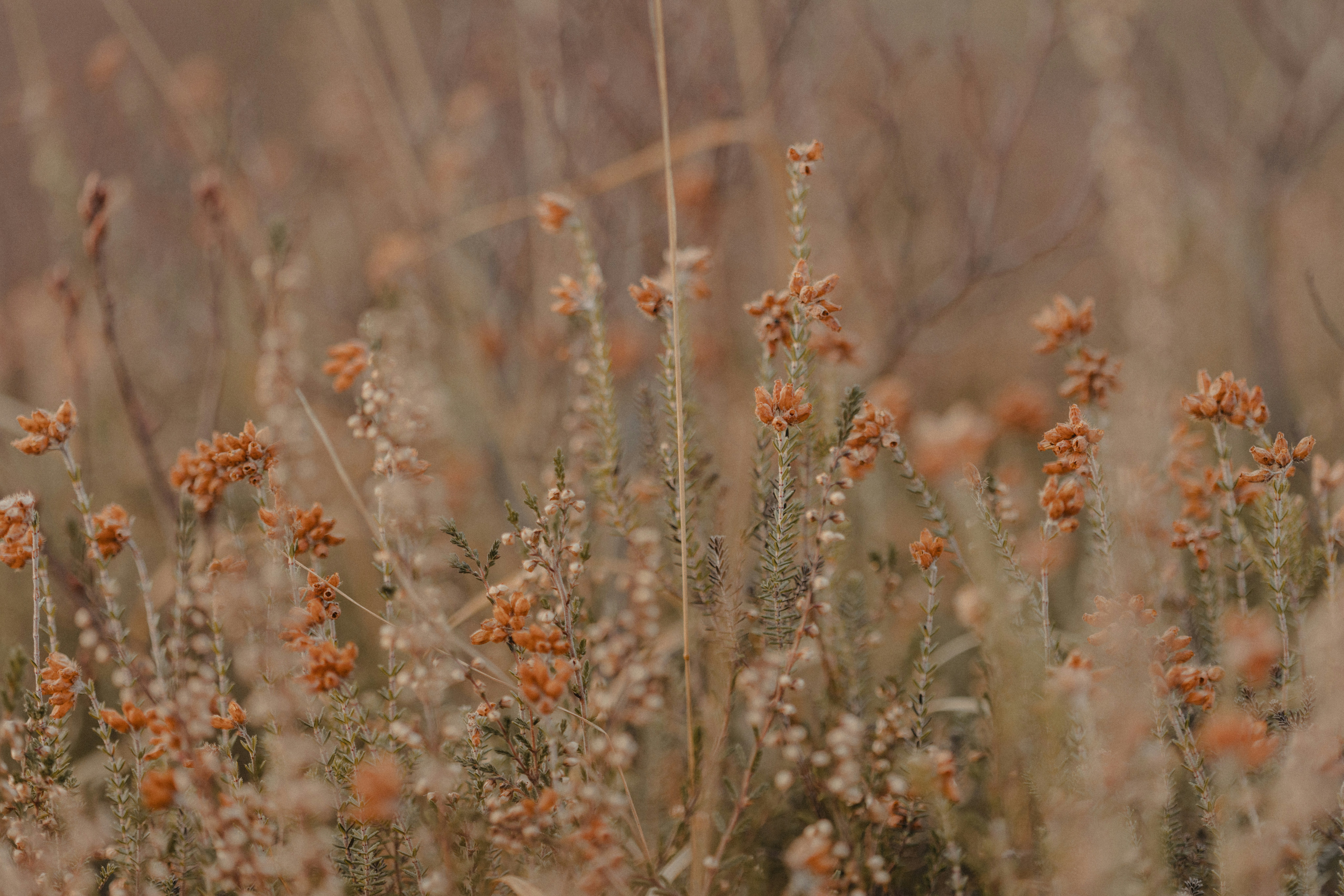 Photo by anniespratt