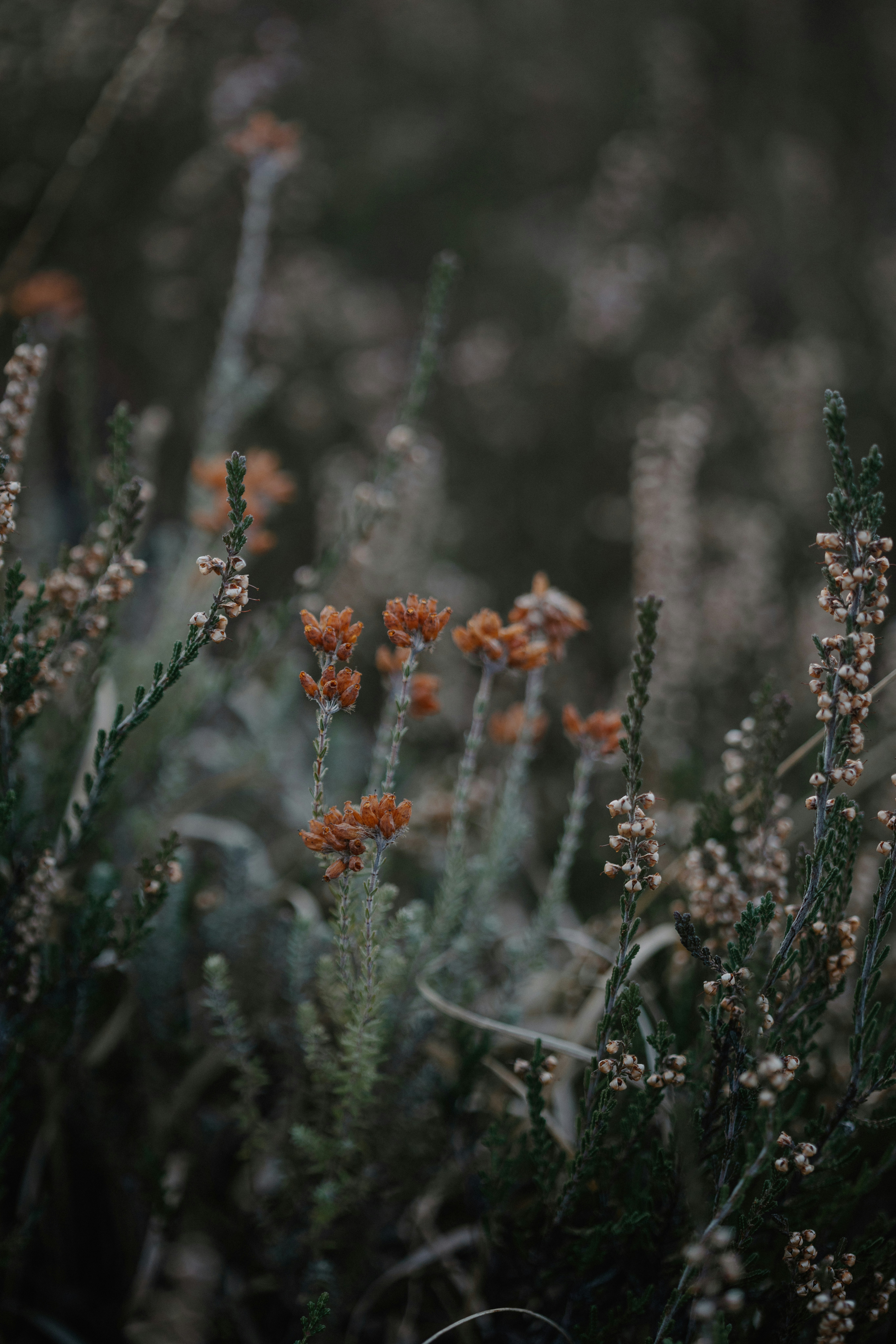 A bunch of flowers that are in the grass