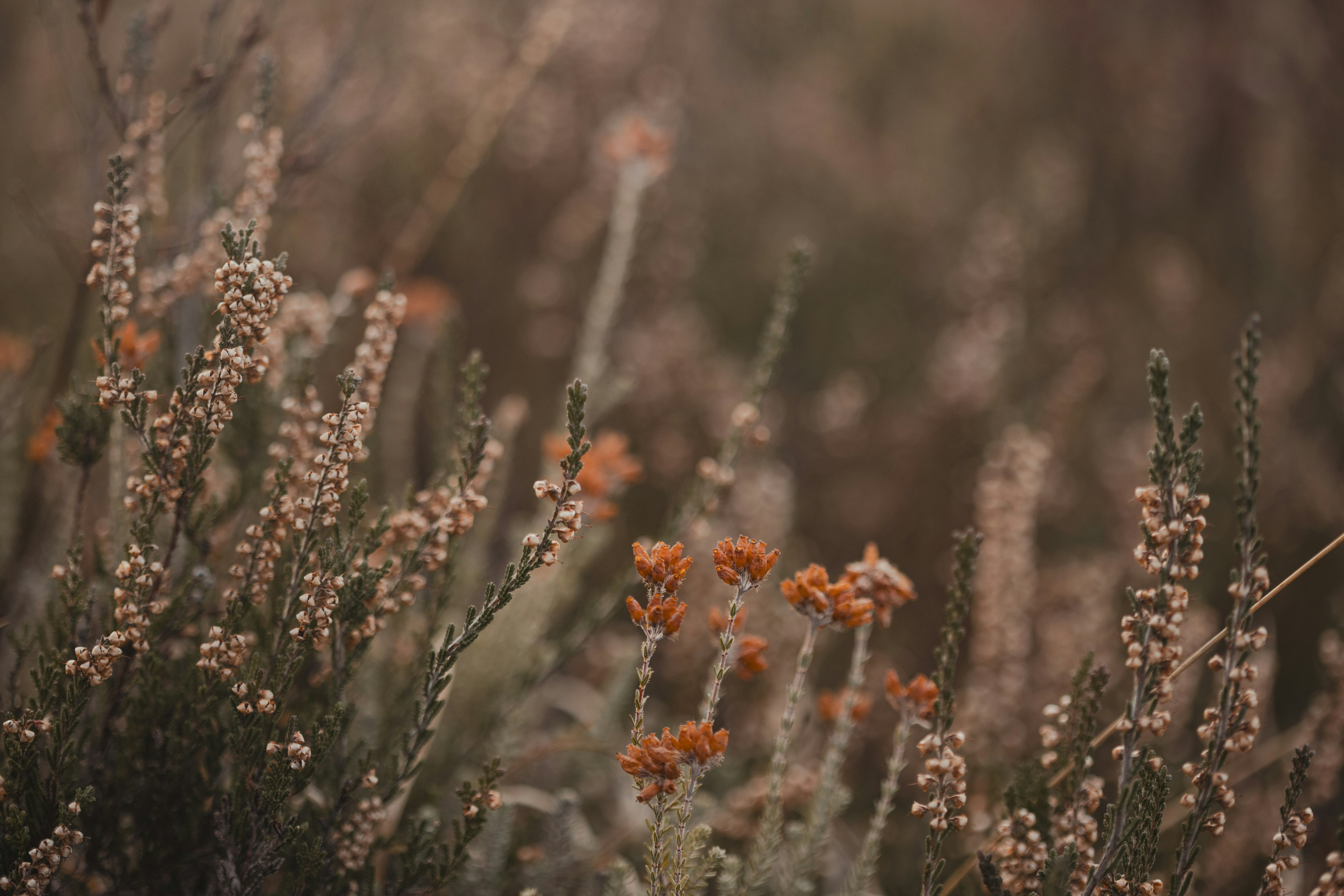 Photo by anniespratt