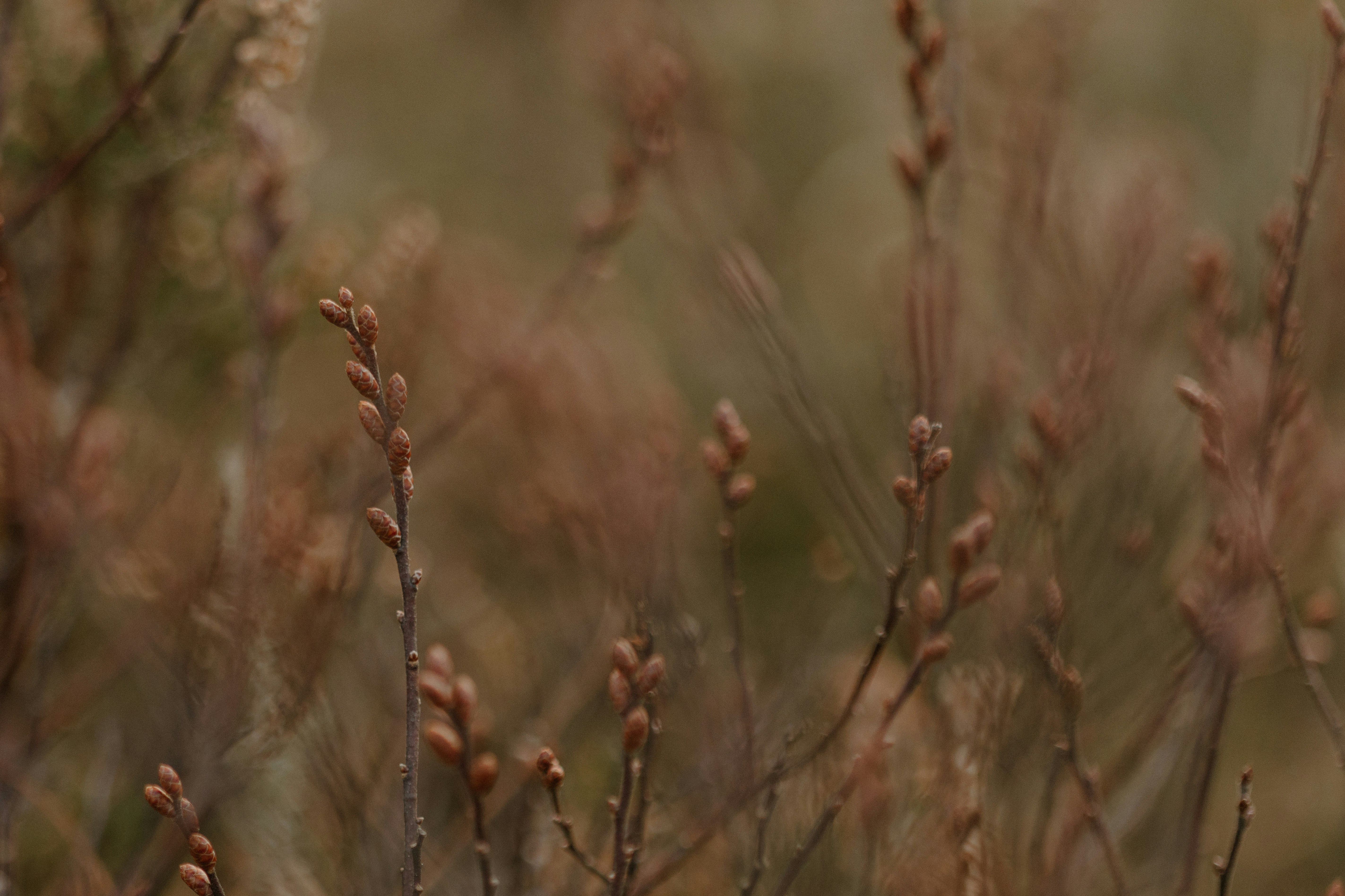 Photo by anniespratt