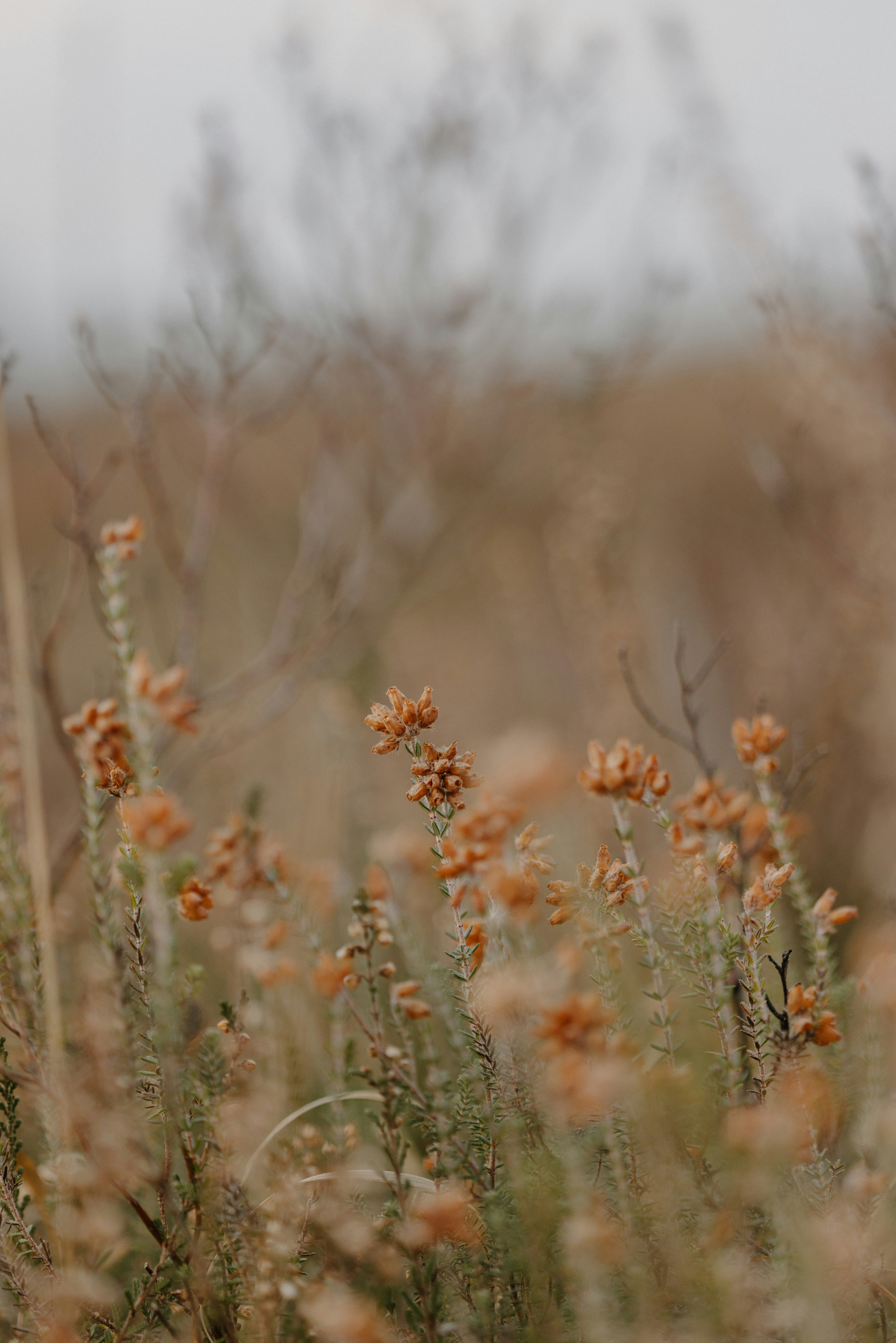 A bird is sitting on top of a plant