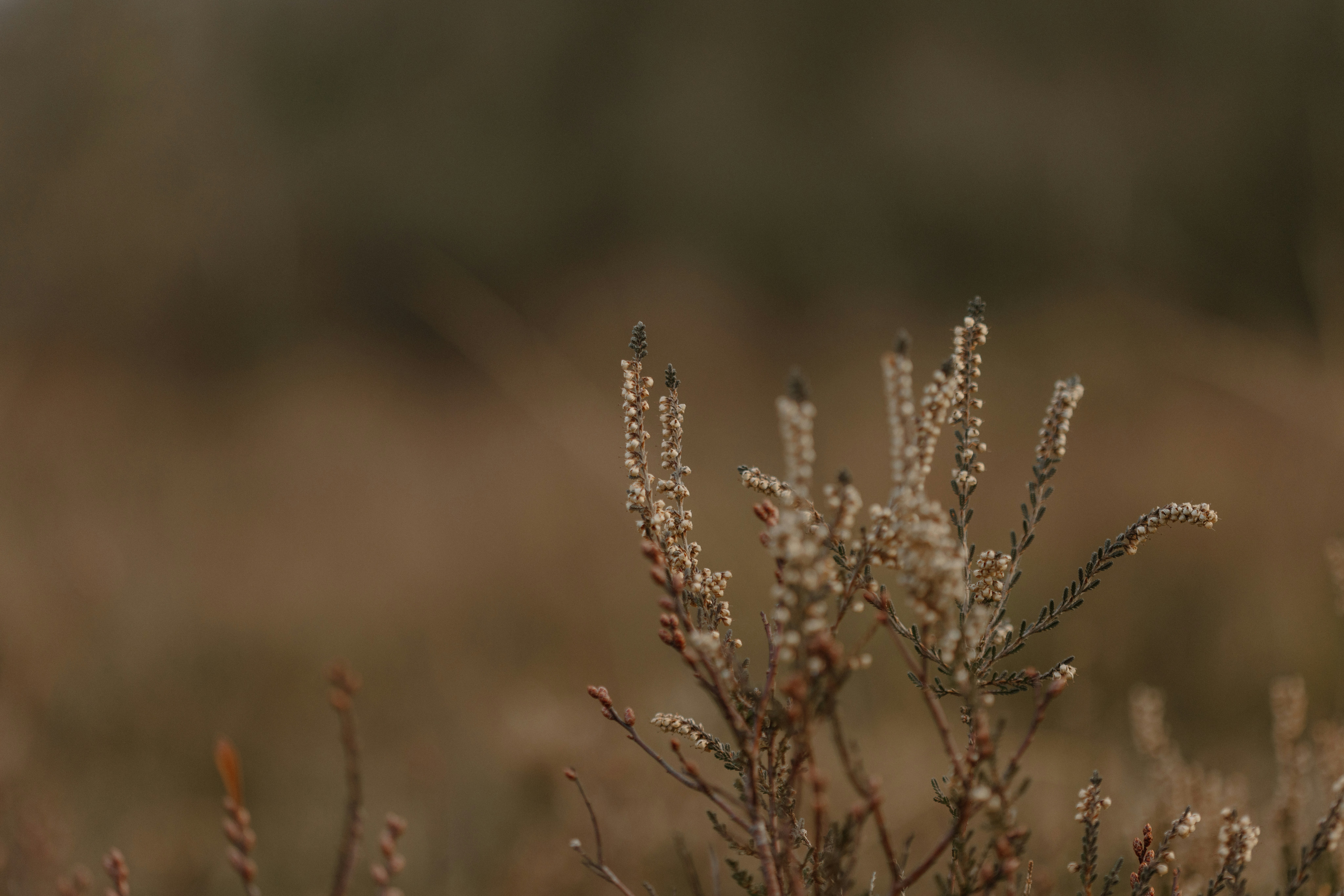 Photo by anniespratt