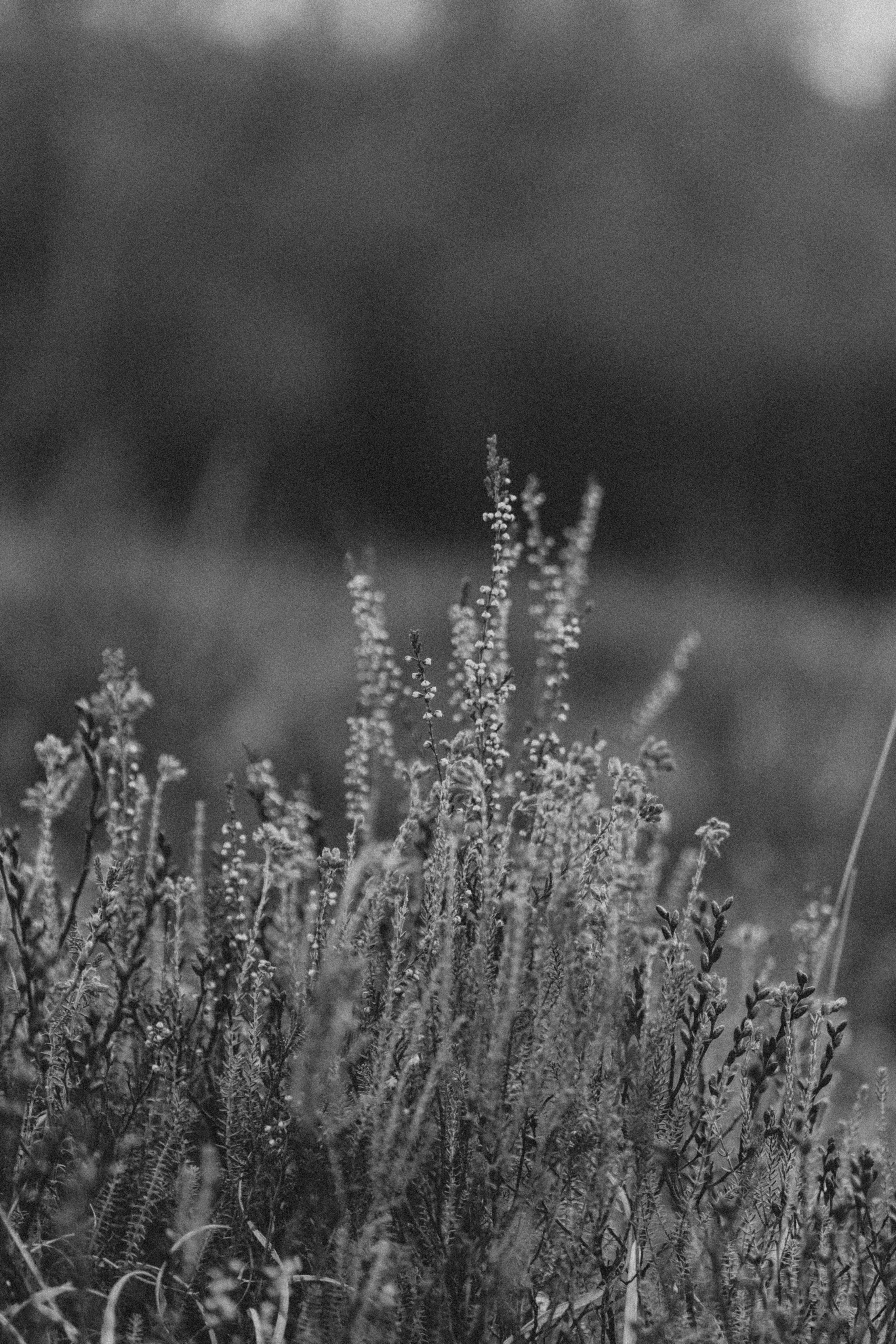 Photo by anniespratt