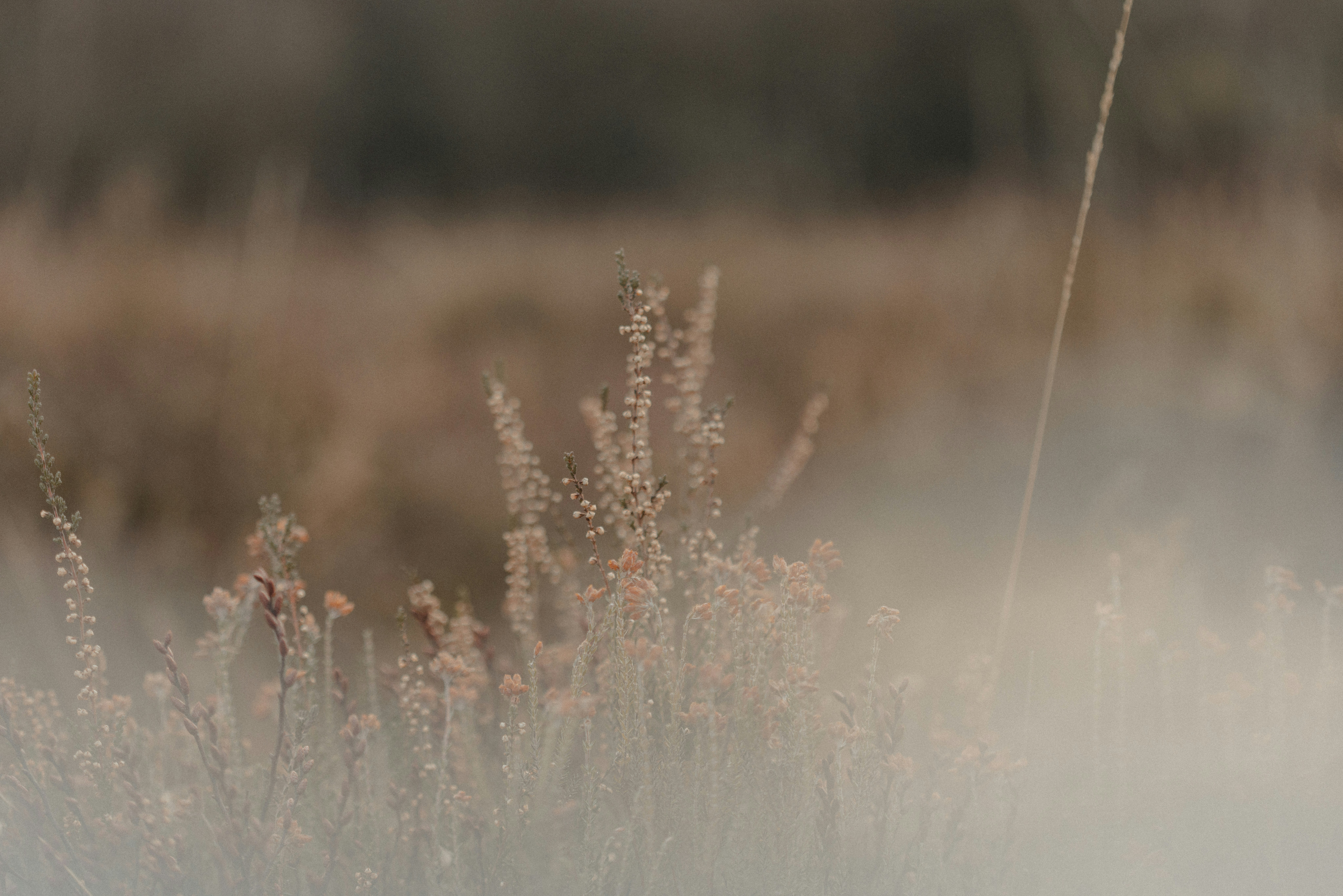 A blurry photo of a field with tall grass