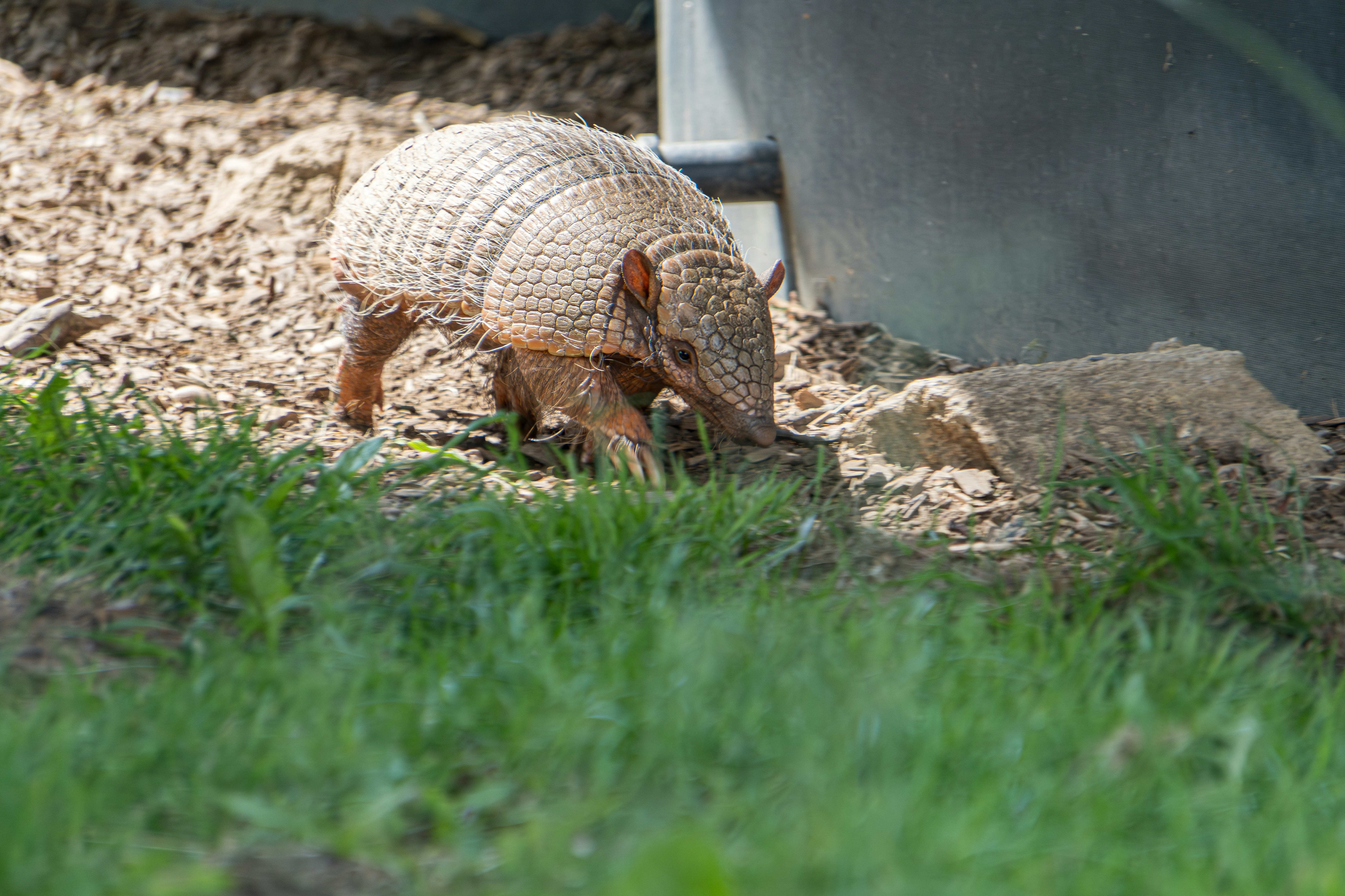 Armadillos