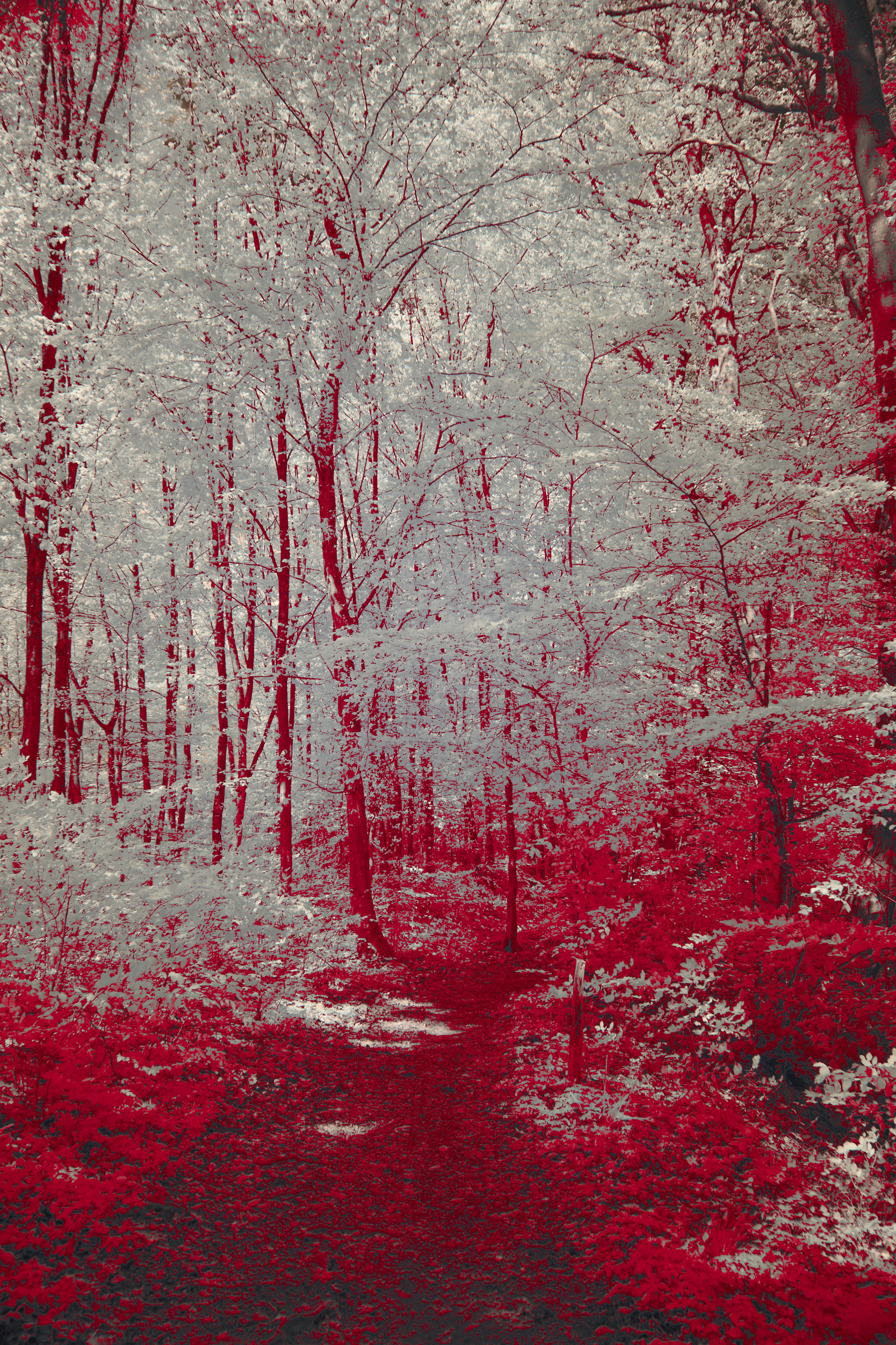 Photo by wolfgang_hasselmann