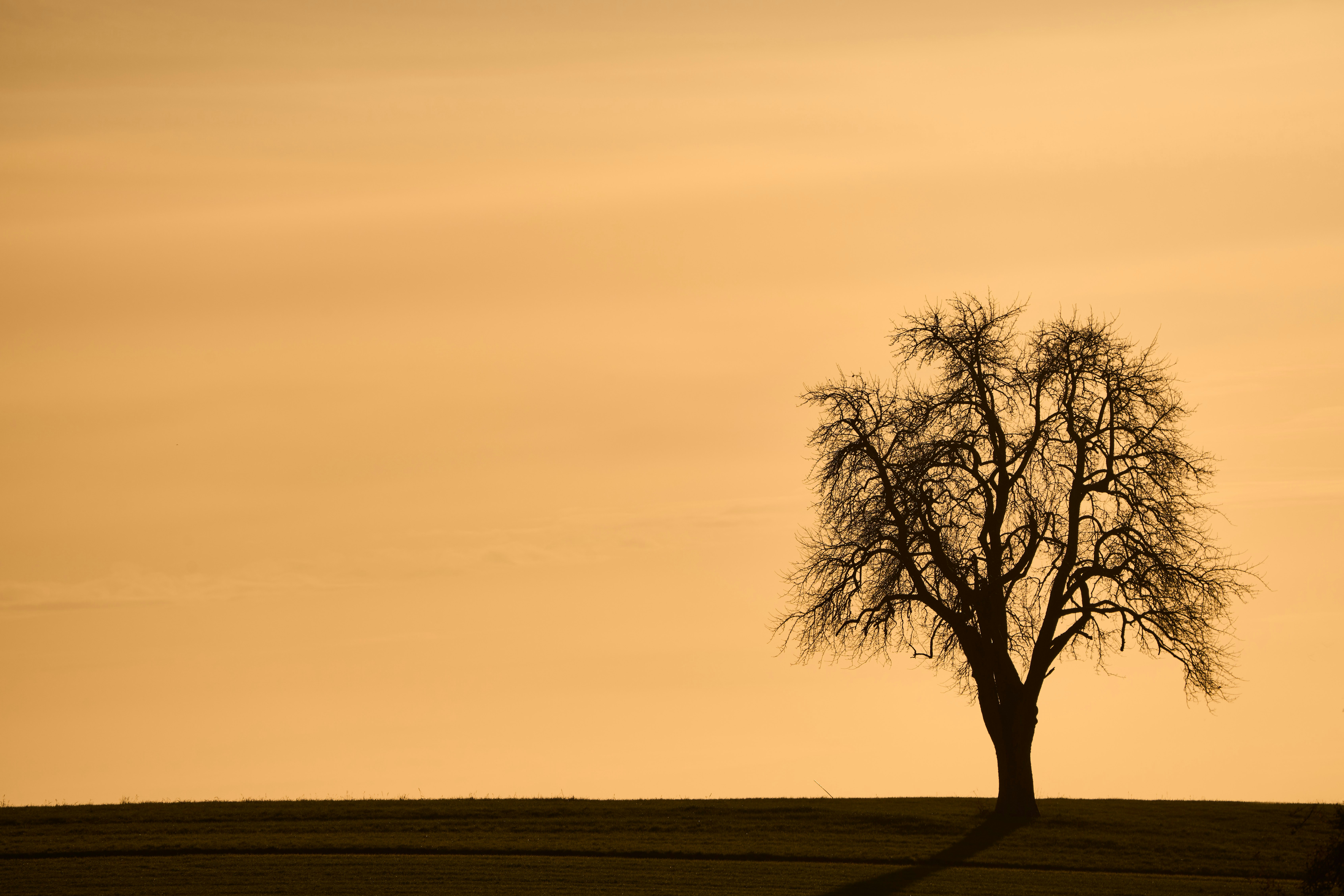 Photo by wolfgang_hasselmann