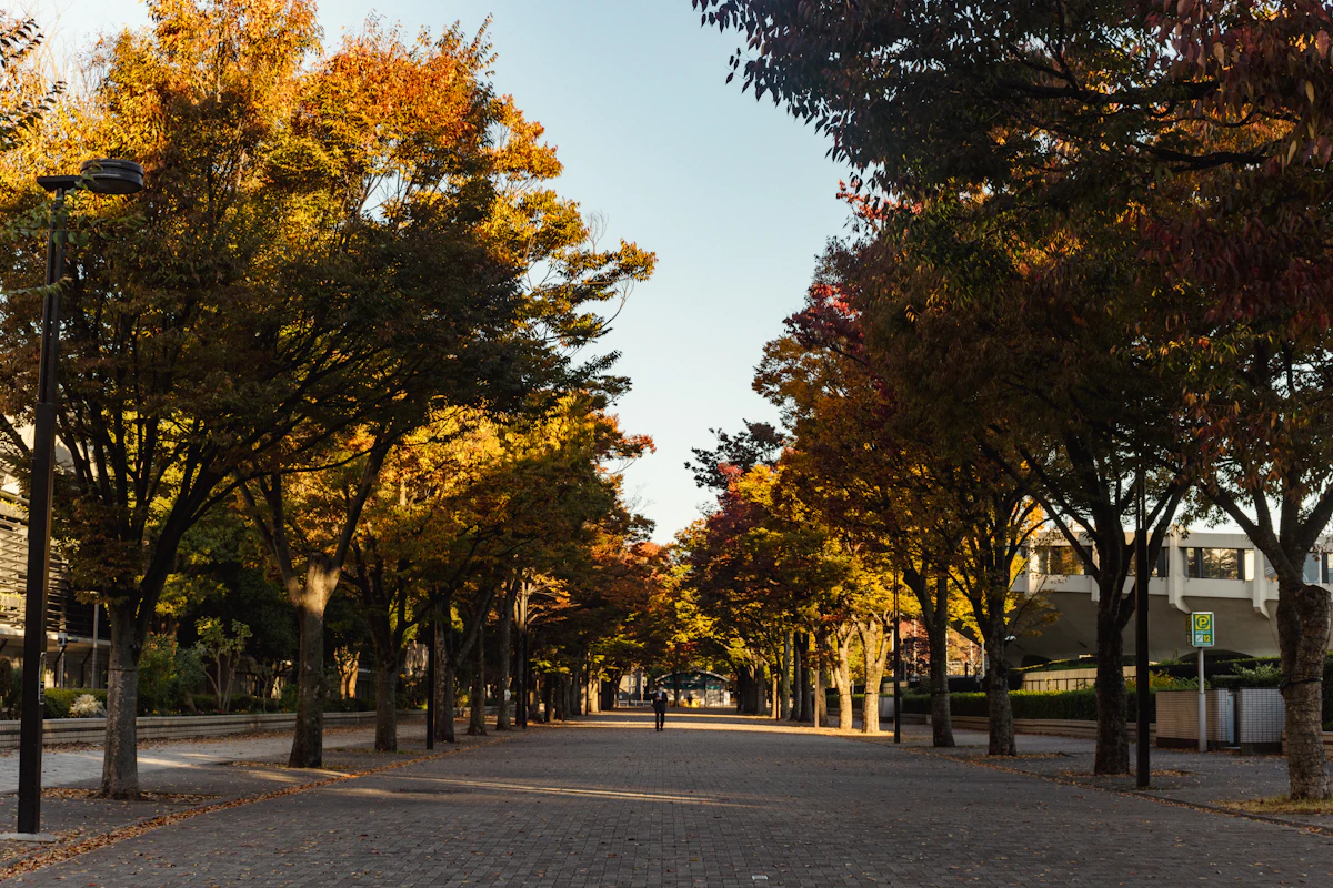 A tree-lined street in a historic Capital District city