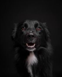 A close up of a dog with a black background