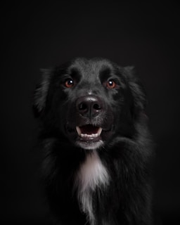 A close up of a dog with a black background