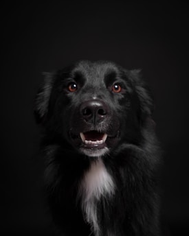 A close up of a dog with a black background