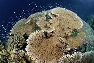 A large group of corals on a reef