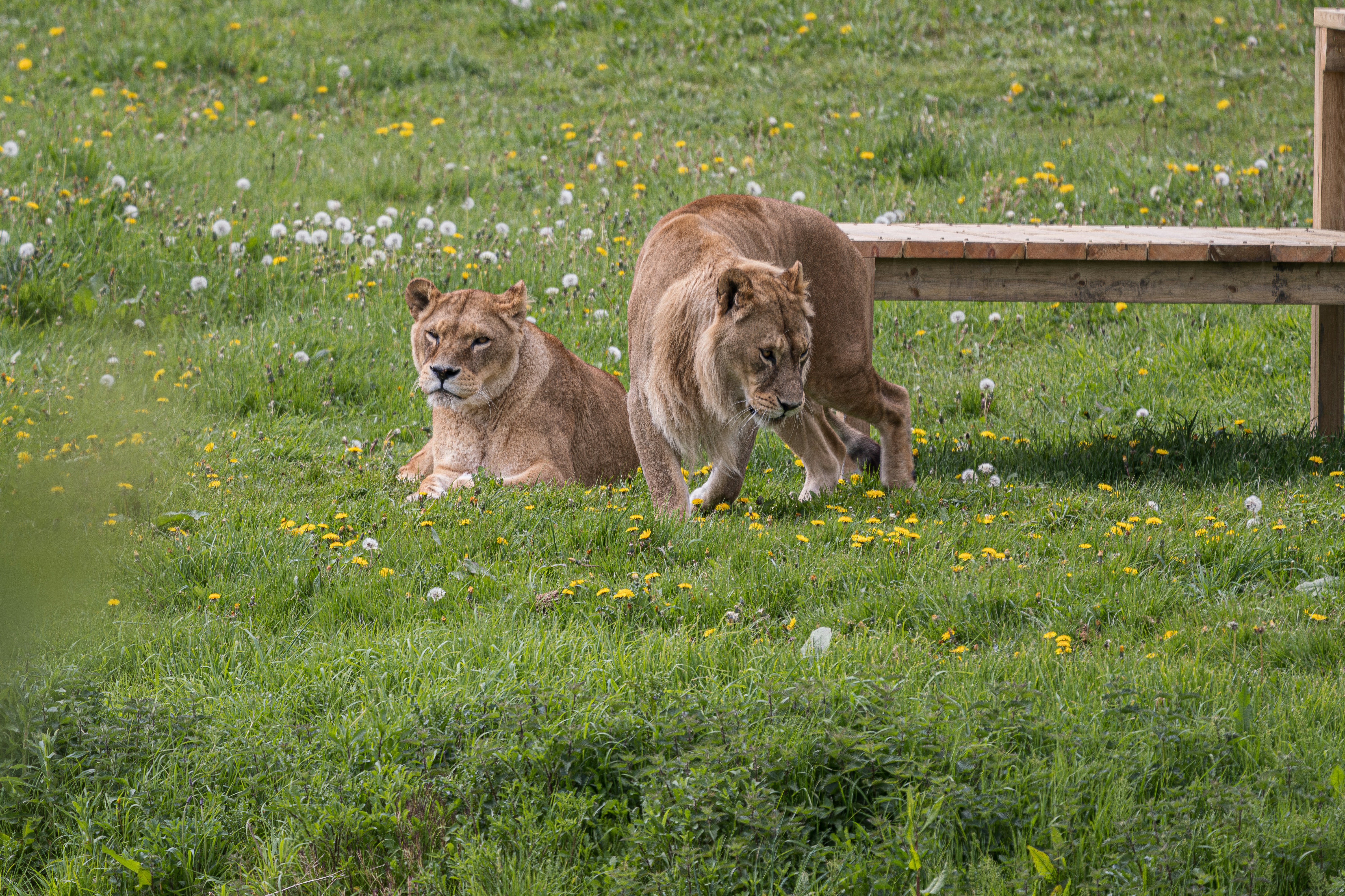 Crossing Paths: The Overlapping Territories (image credits: unsplash)