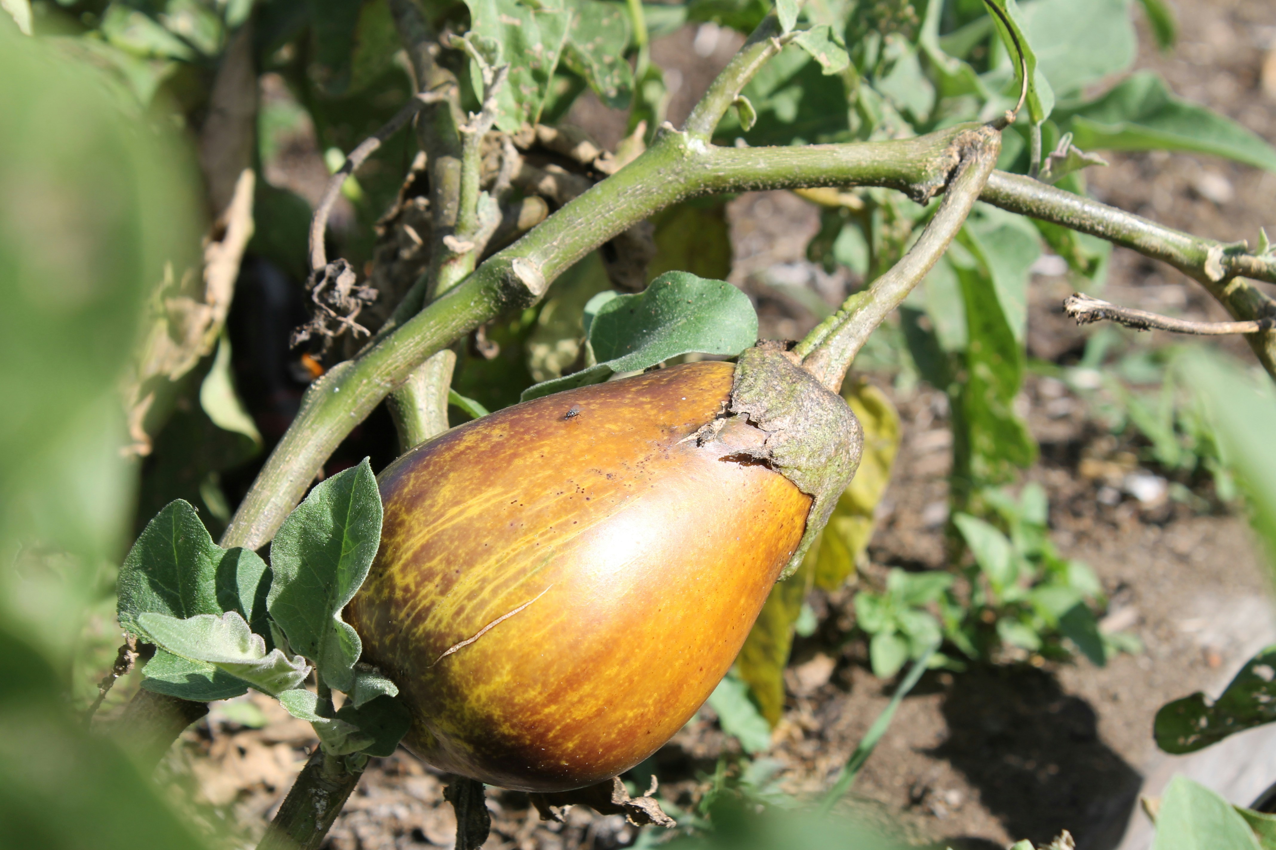 Community Gardens Pictures Download Free Images on Unsplash