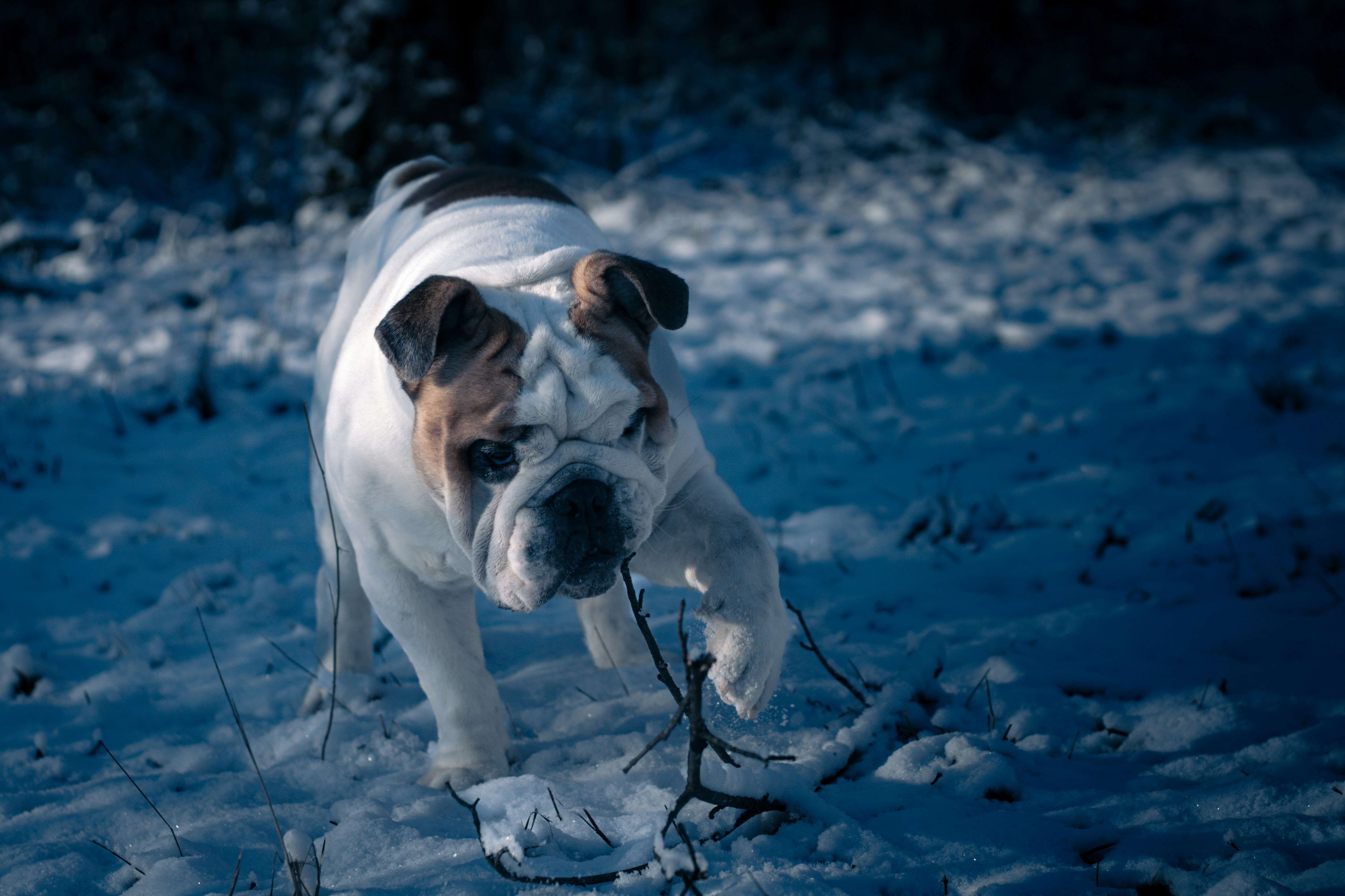 A dog walking through the snow with a stick in its mouth
