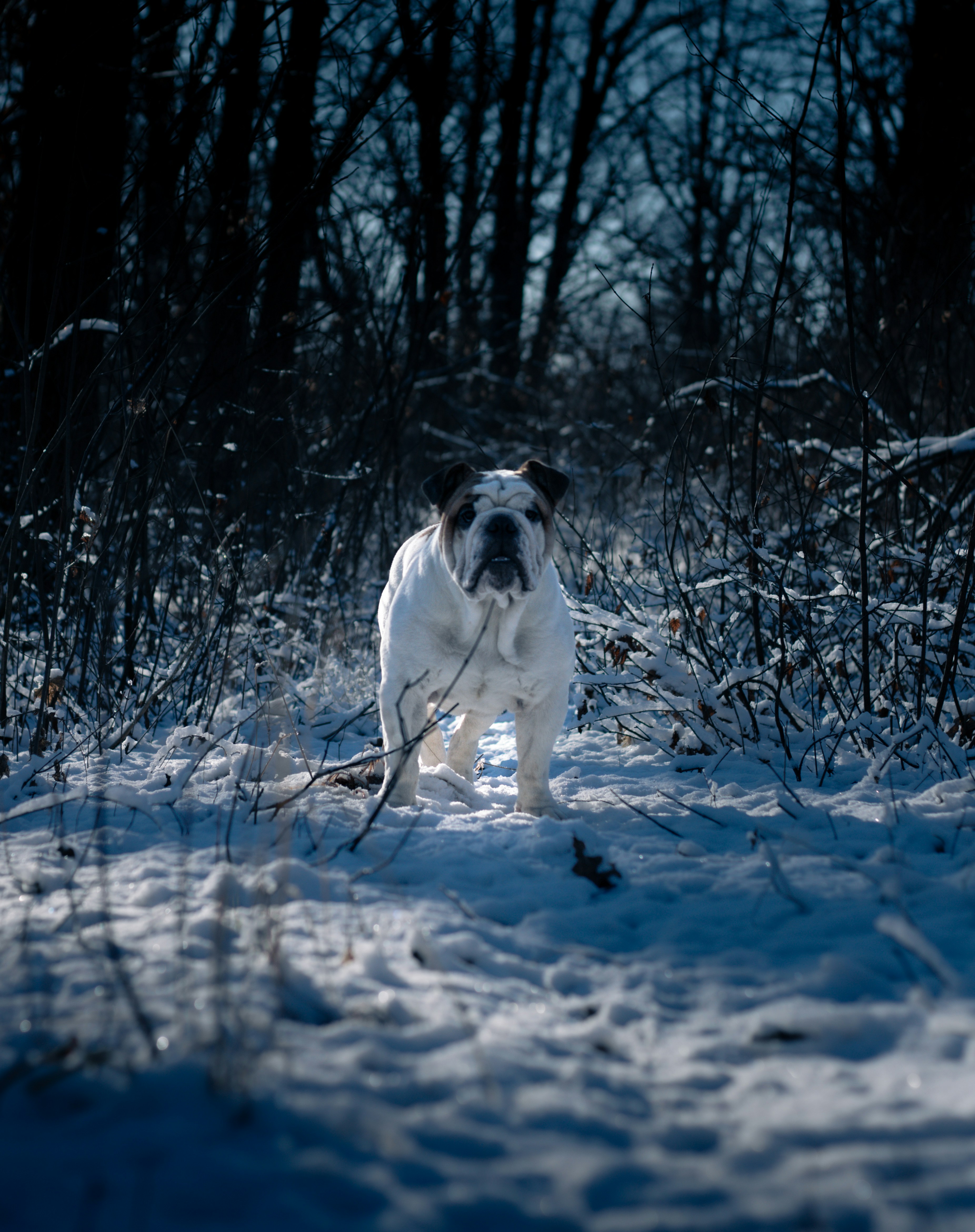 A dog is walking through the snow in the woods