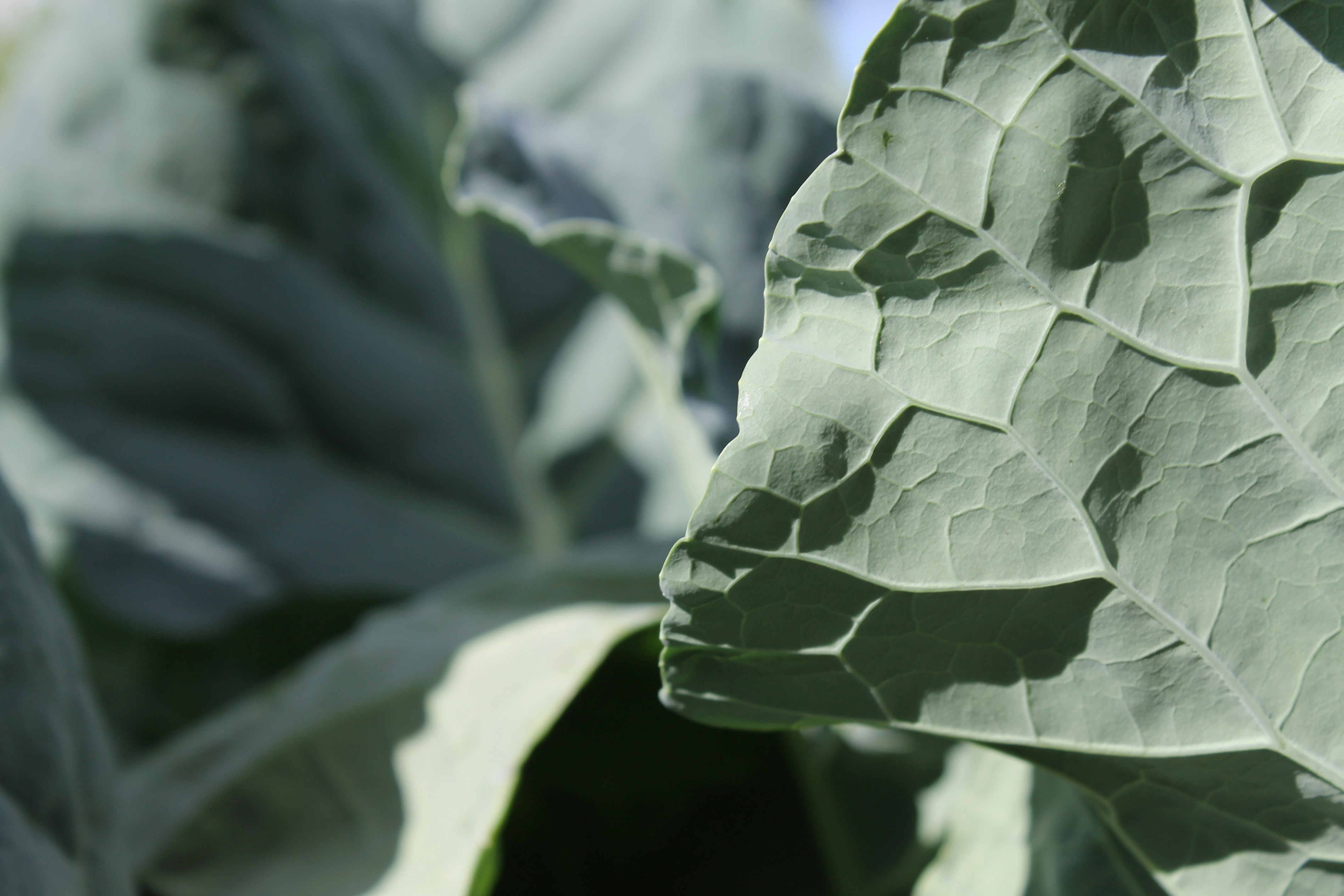 A close up of a green leafy plant
