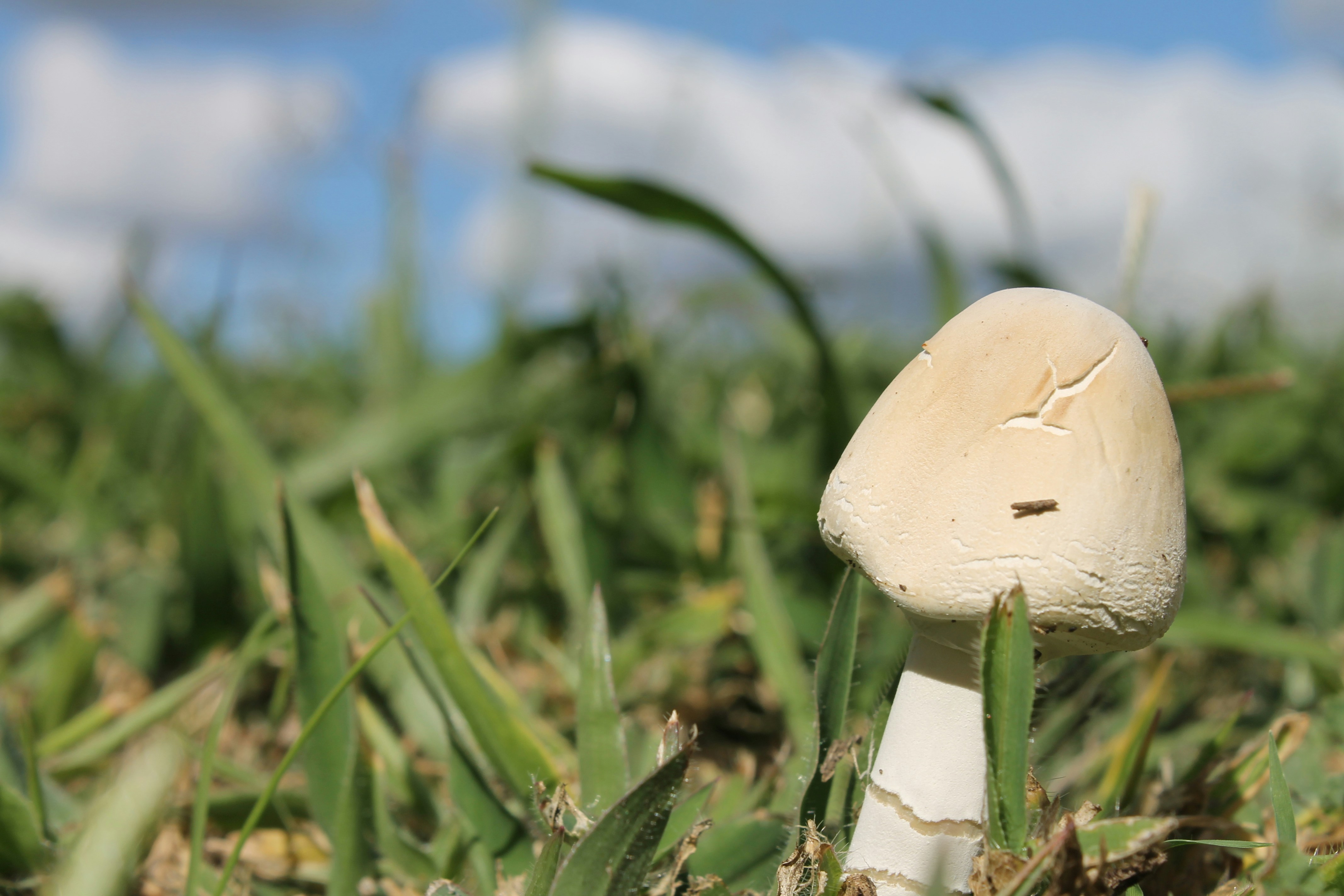 Garden Tech Resilience 2026: Offline-First Data, Battery Backup, and Field Kits for Community Gardens