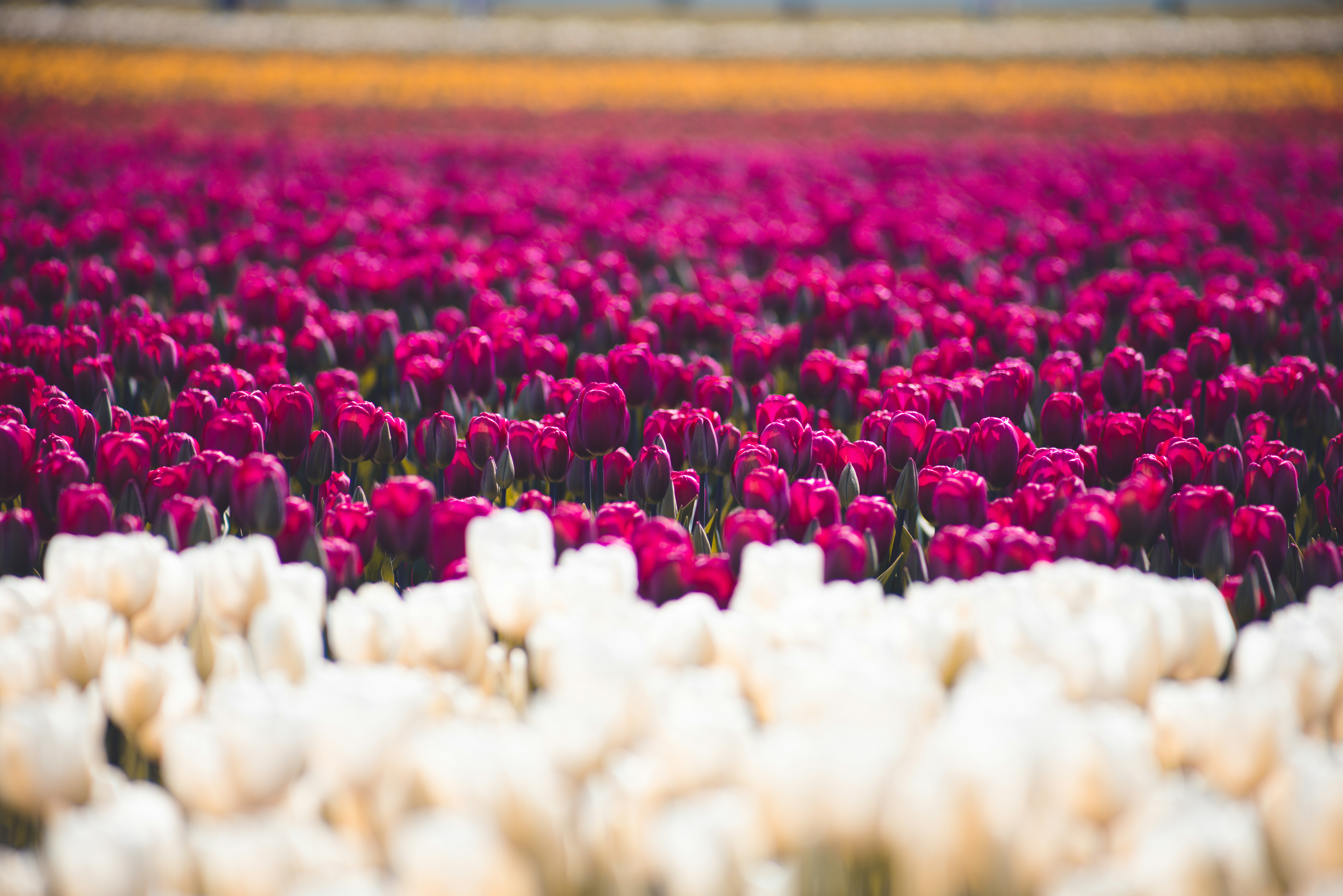 DIY Strategy: The Wholesale Floral Guide—Prepping Your Own Bud Vases