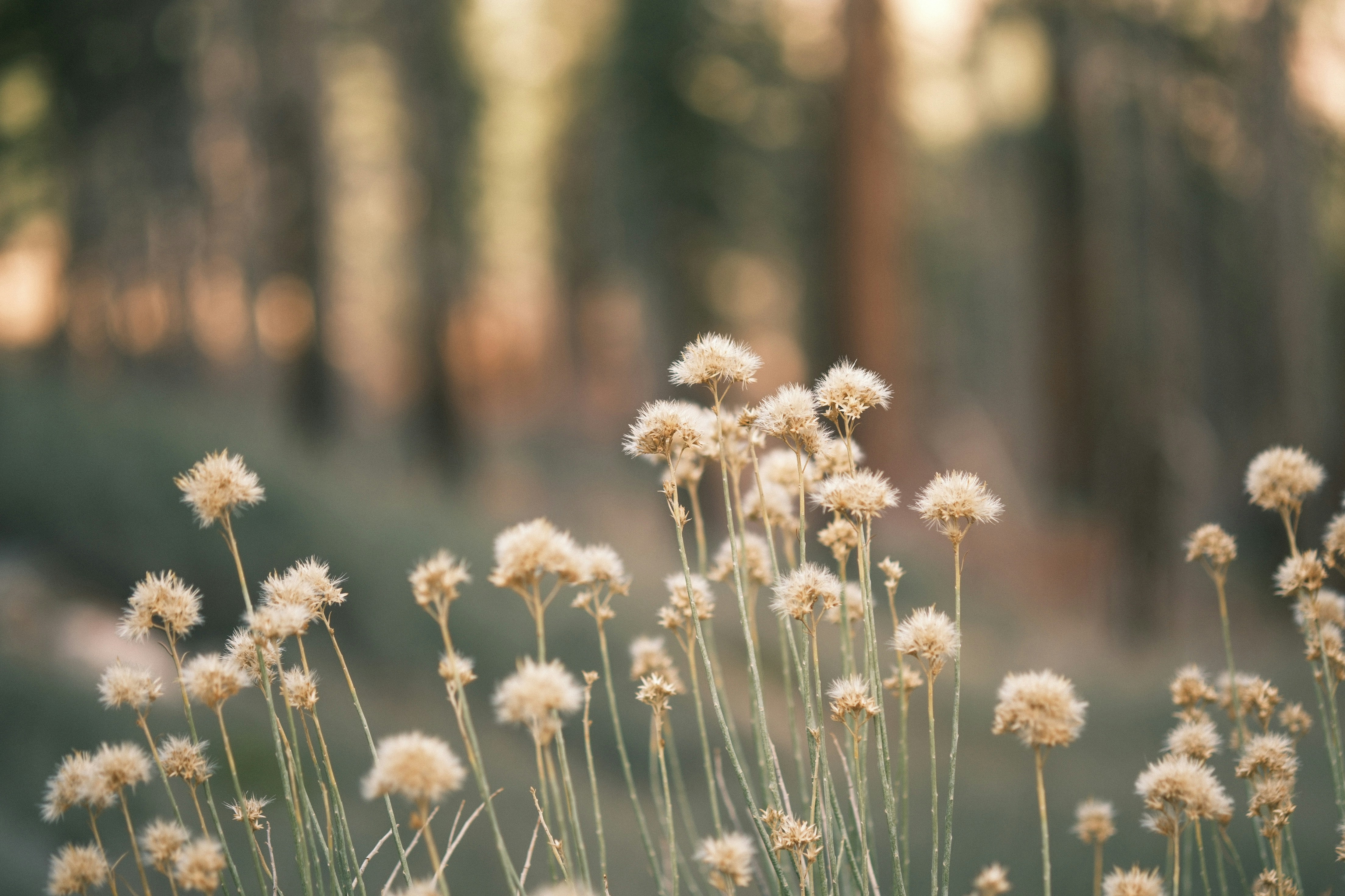 A bunch of flowers that are in the grass