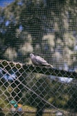 A small bird perched on a fence post