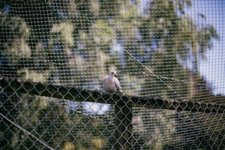 A bird is sitting on a wire fence