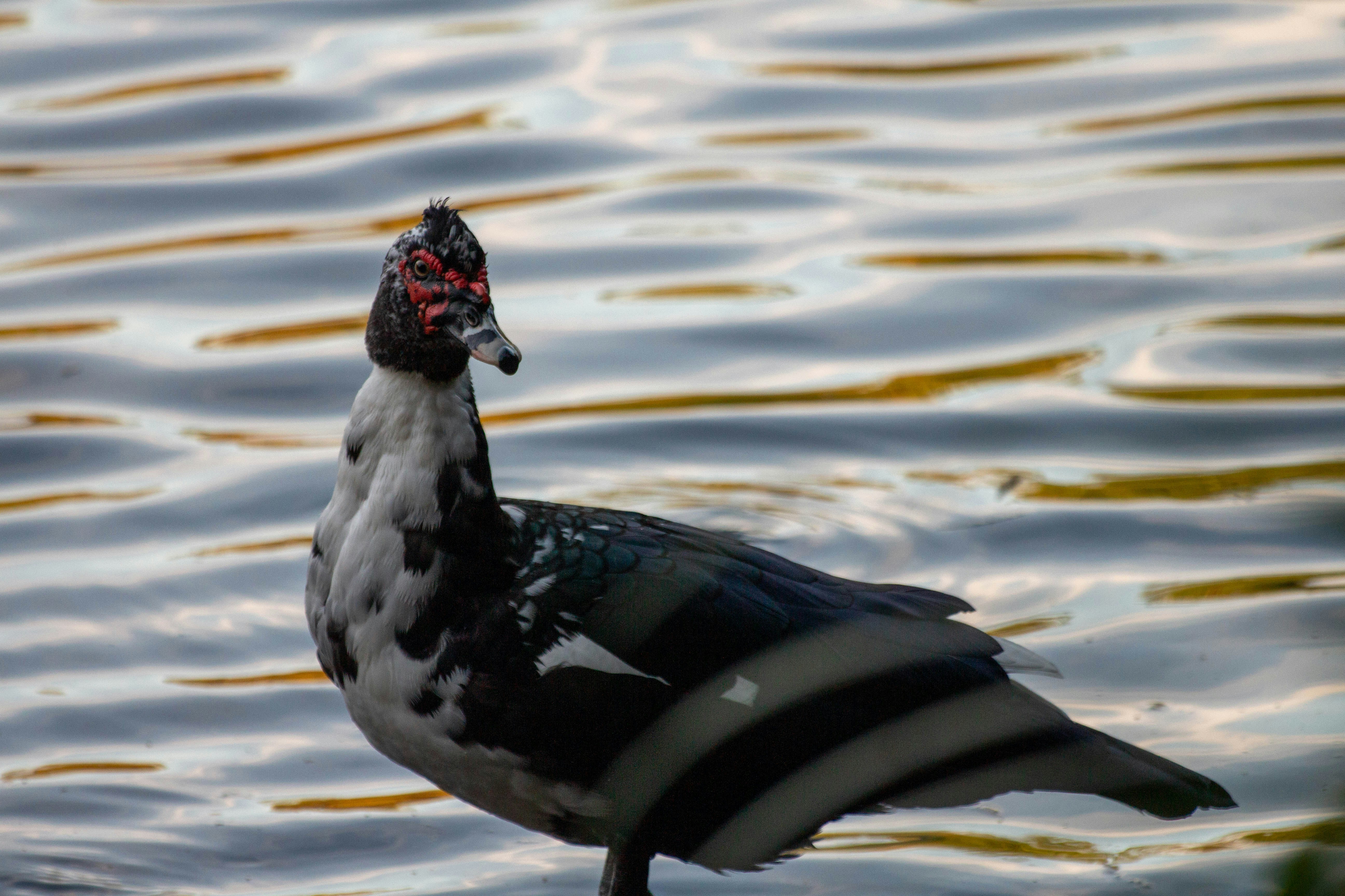 Tepic, Mexico - None
