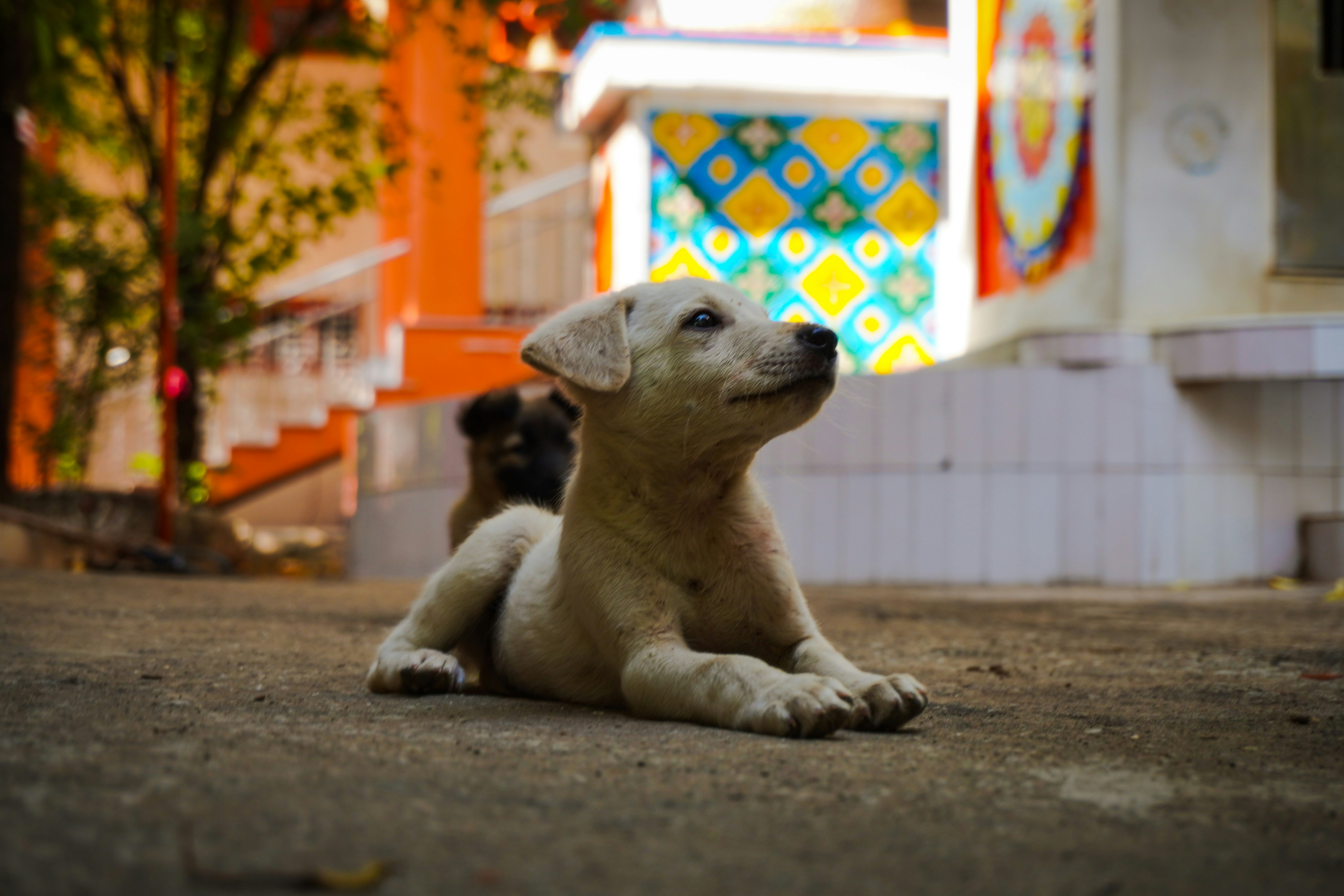 Man's furever friend.