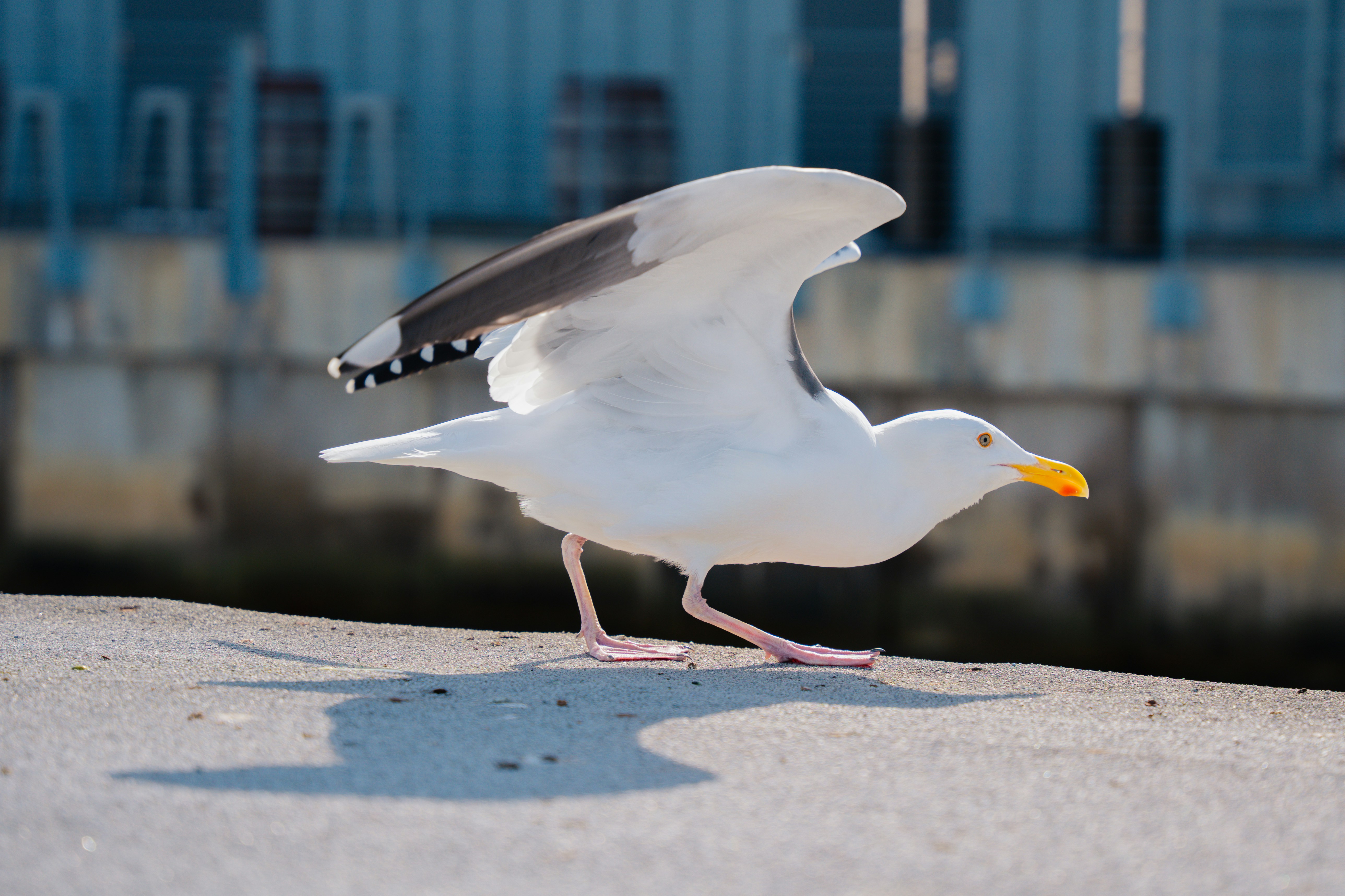 A white bird with a yellow beak and black wings