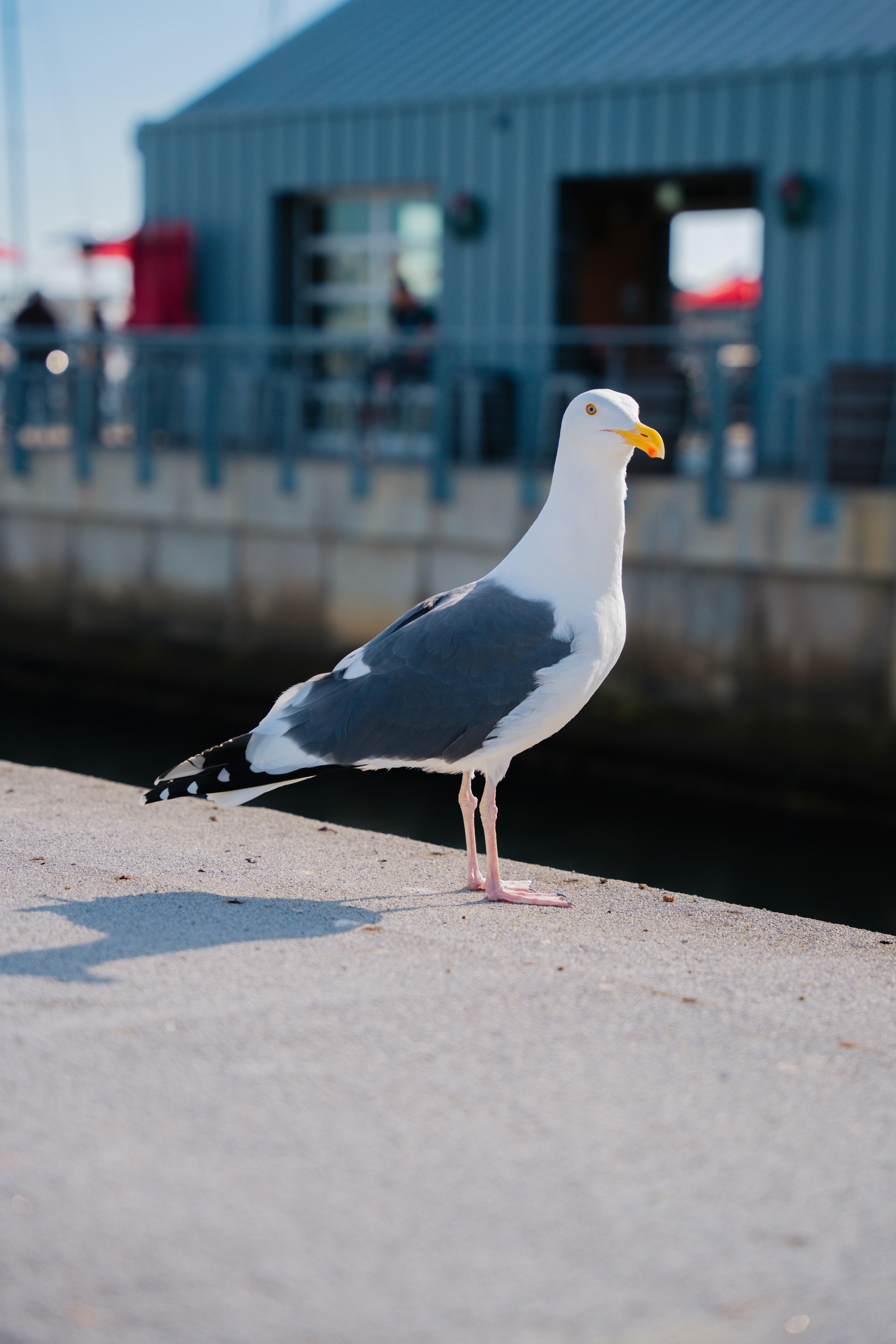 A seagull standing on the edge of a pier