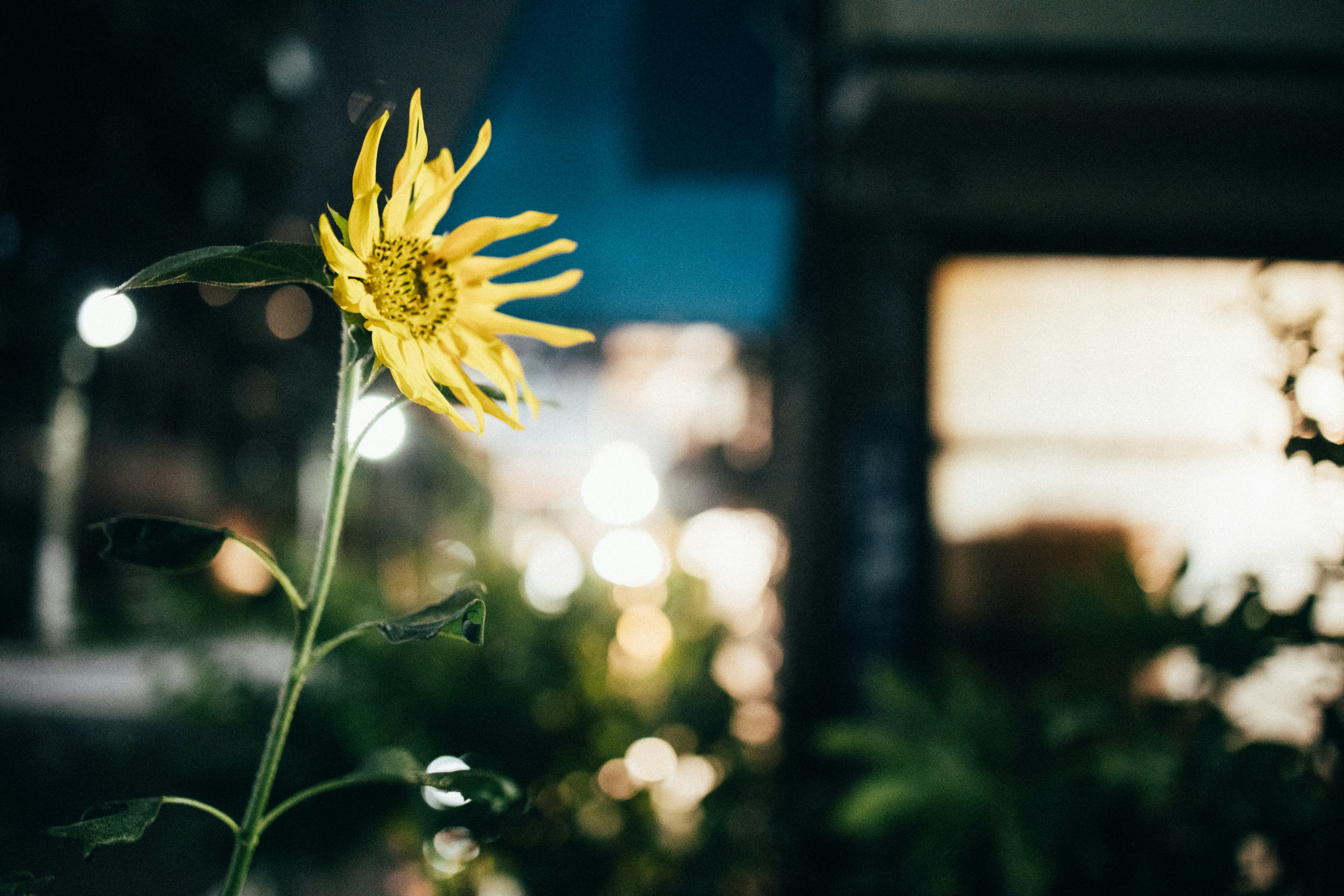 Photo by tsuyoshikozu